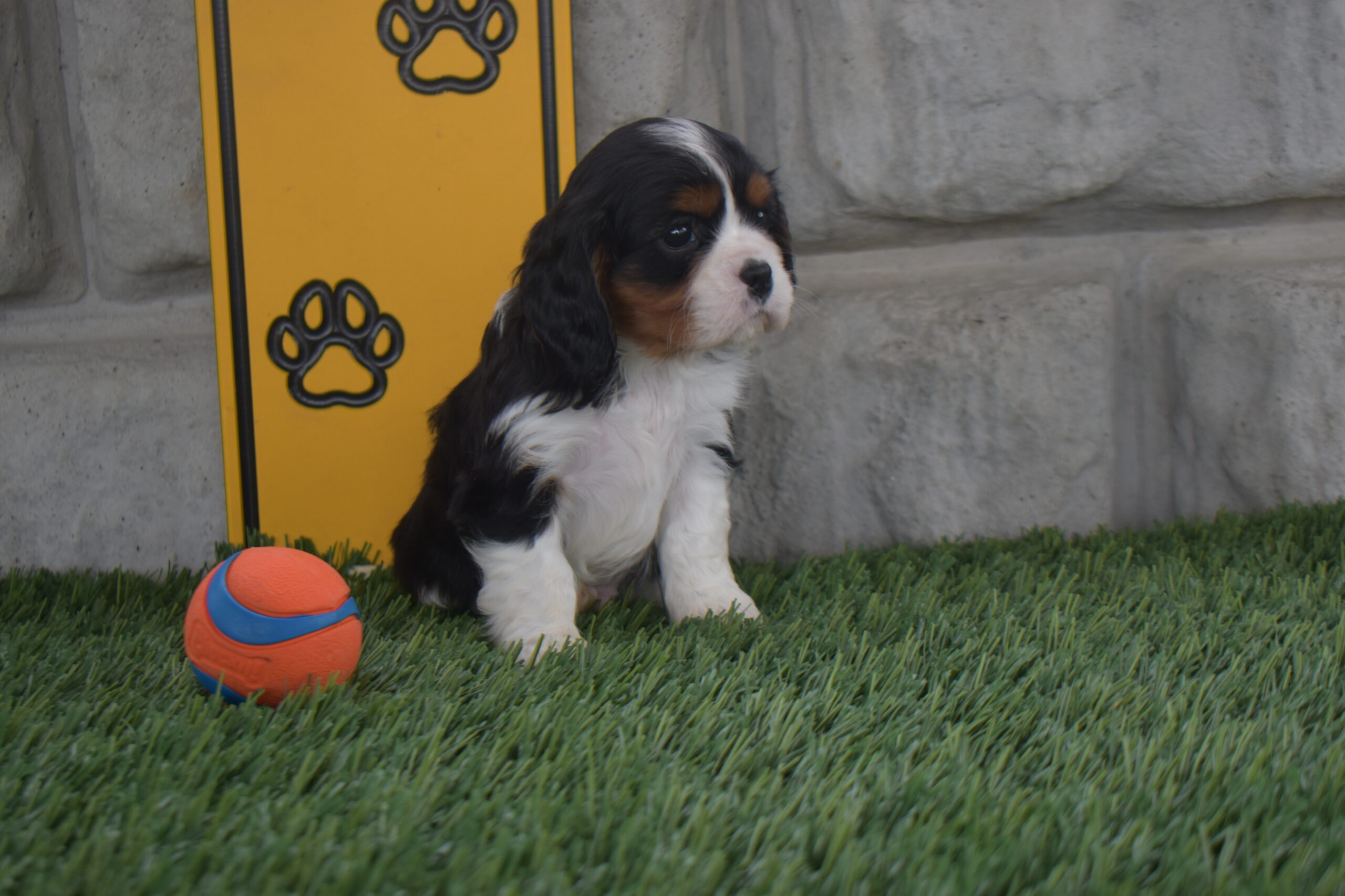 Mr. Willie the Cavalier - Image 4