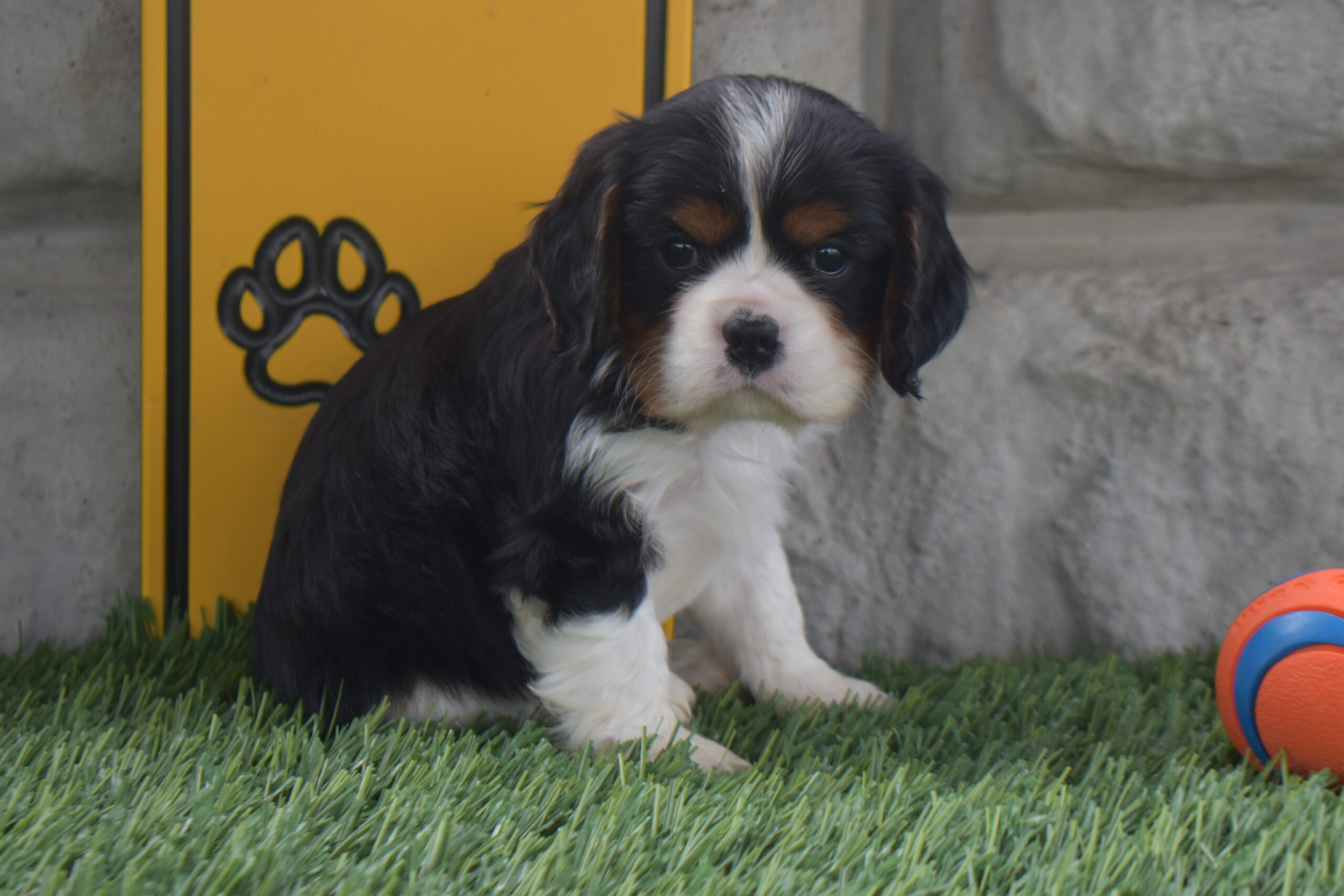 Mr. Willie the Cavalier - Image 3