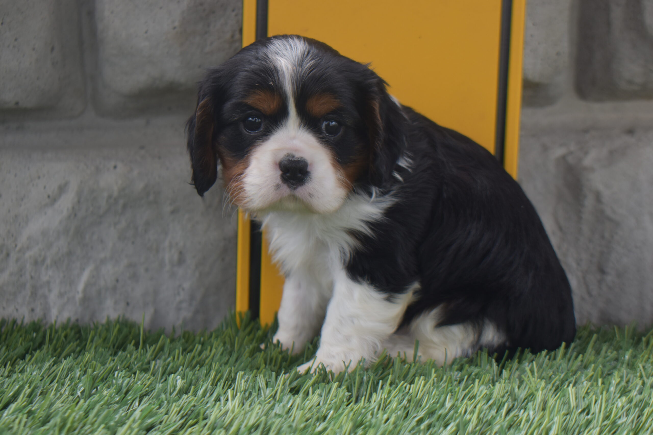 Mr. Willie the Cavalier - Image 2