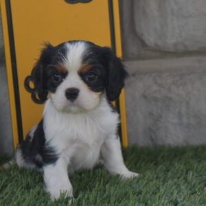 Mr. Oreo the Cavalier