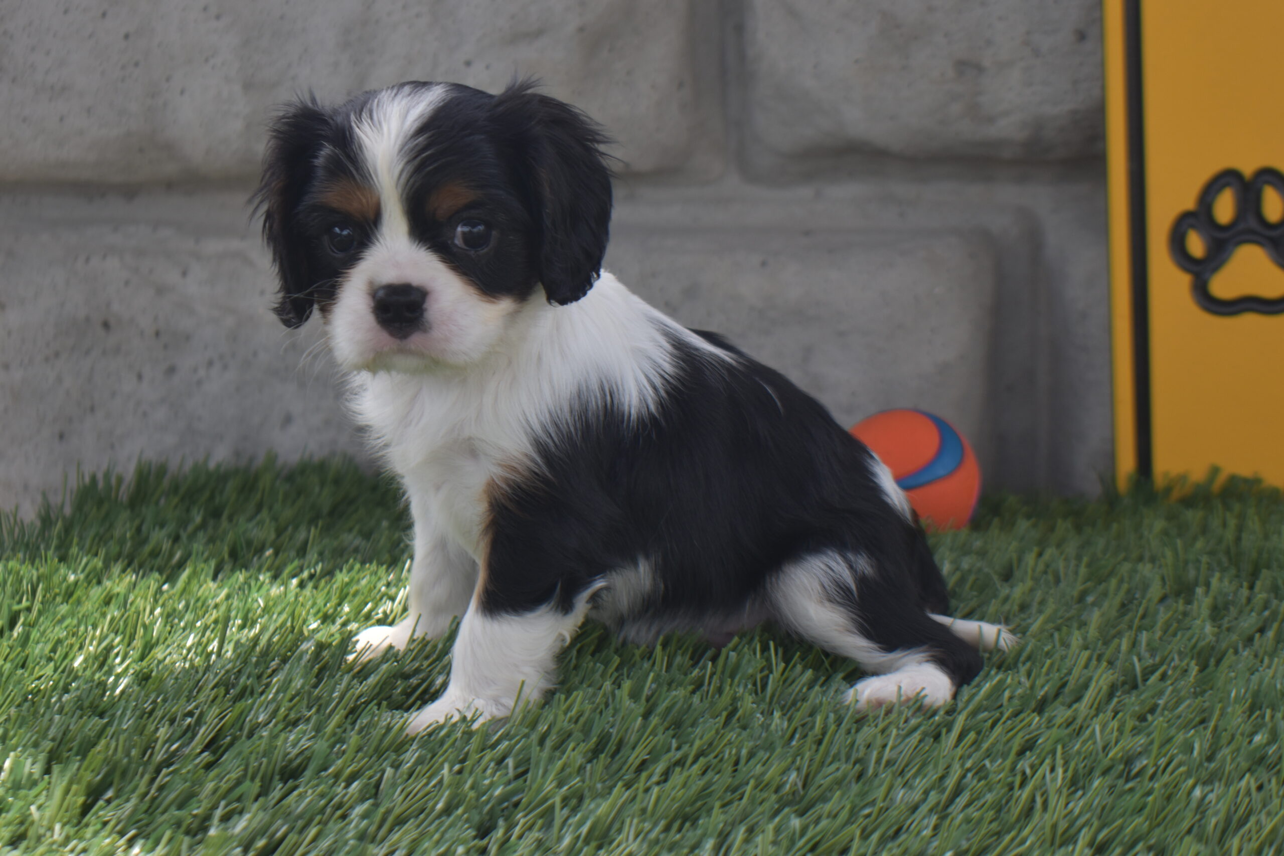 Mr.snickers the Cavalier - Image 4