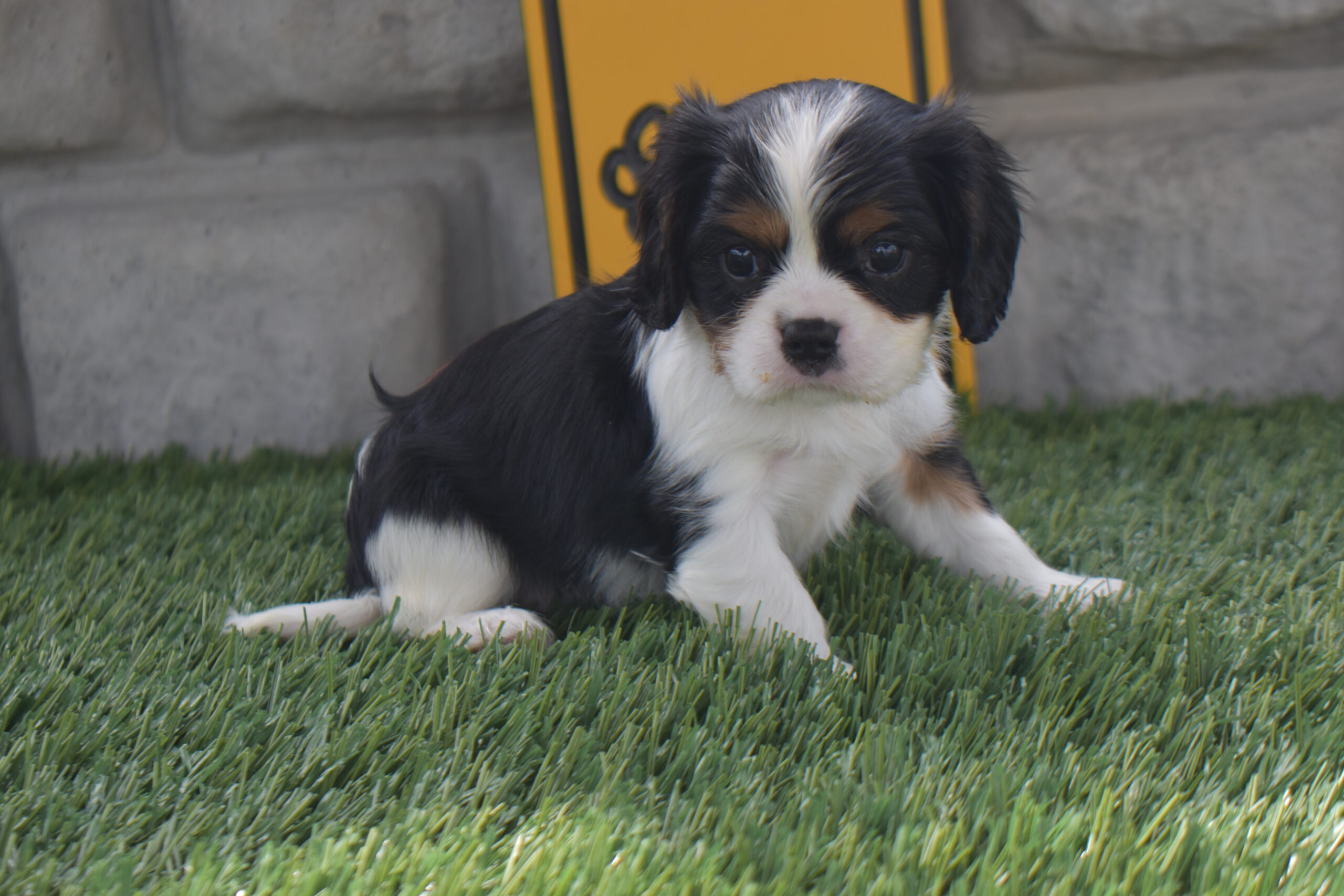 Mr.snickers the Cavalier - Image 3