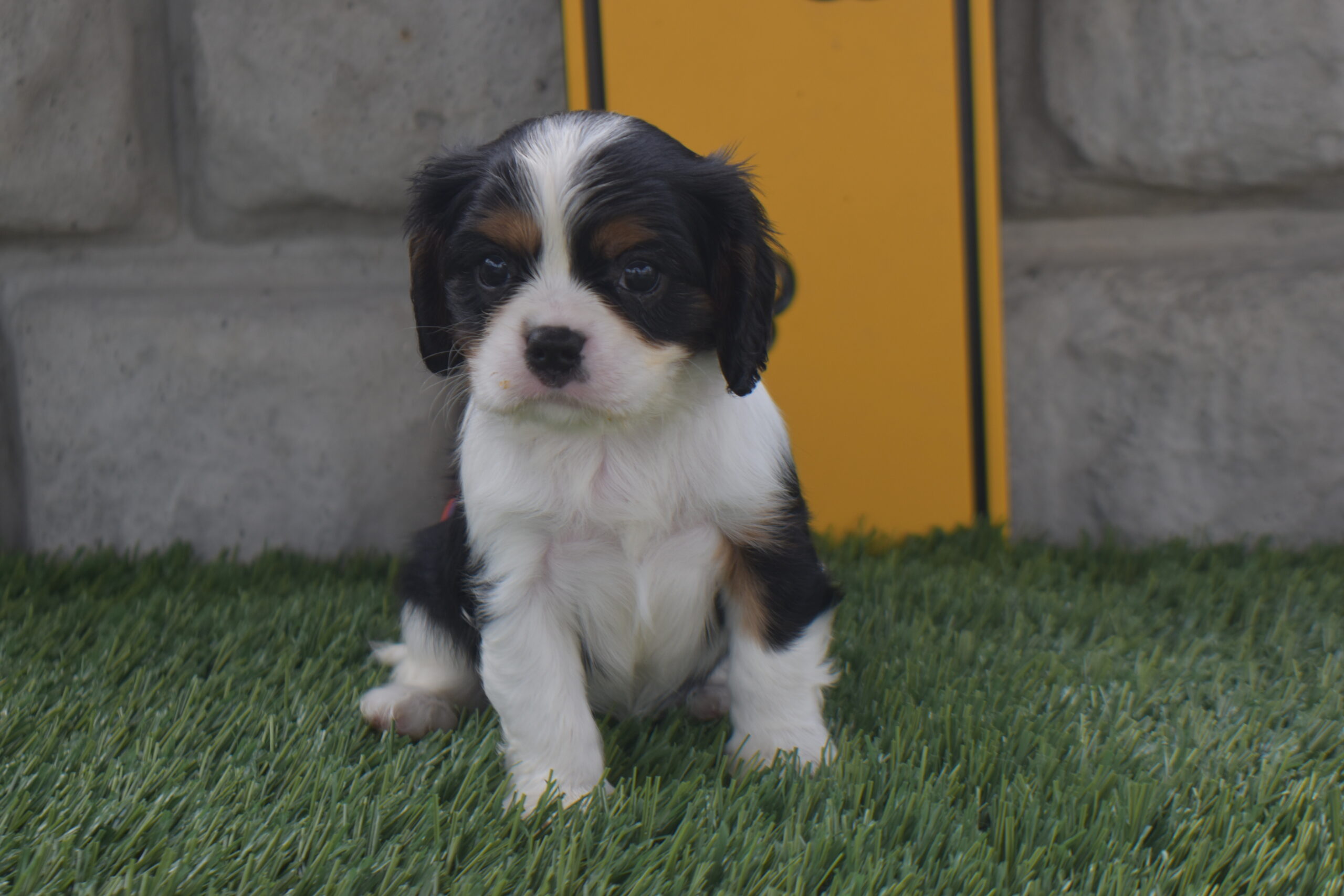 Mr.snickers the Cavalier - Image 5