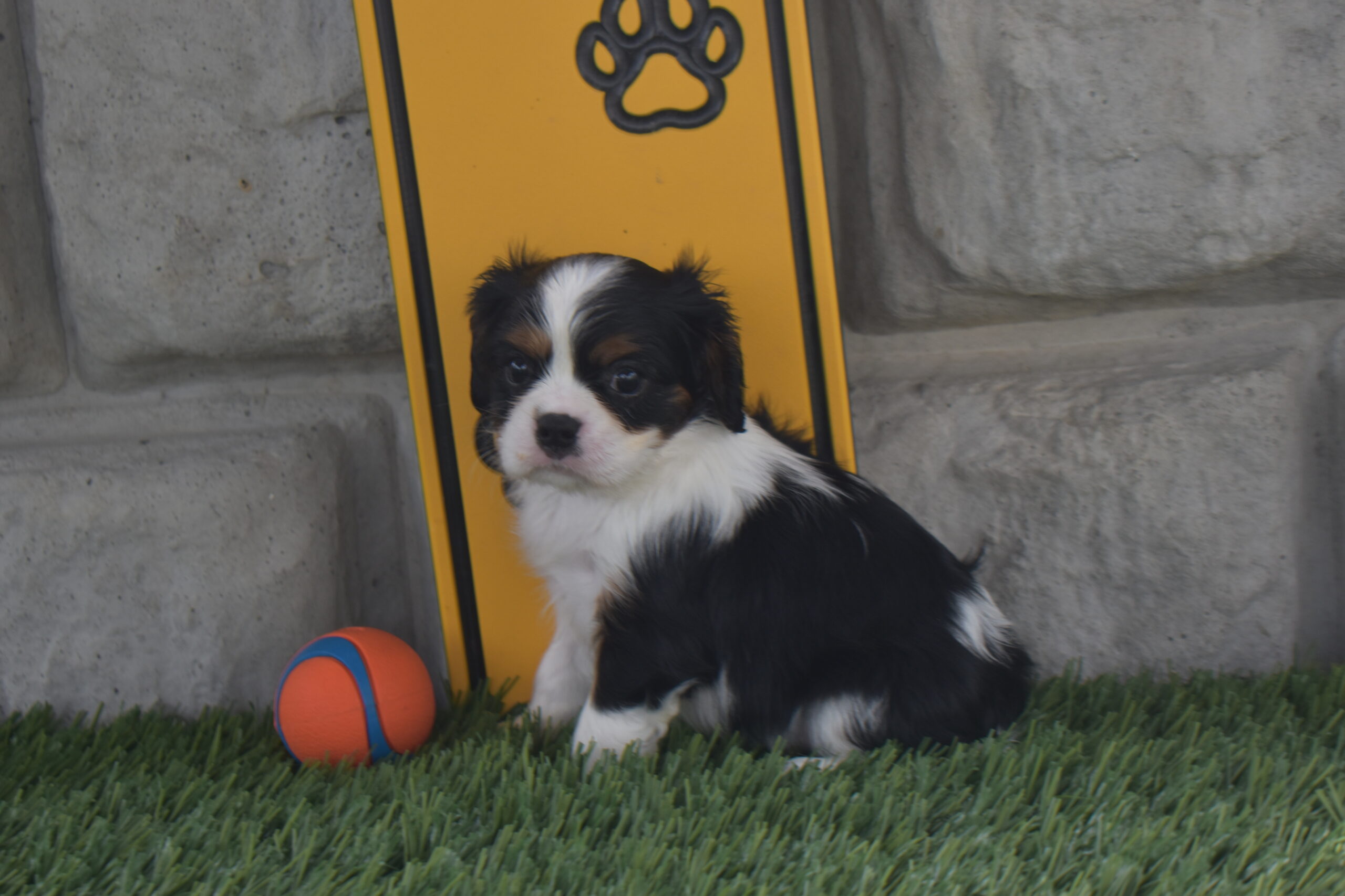 Mr.snickers the Cavalier - Image 2