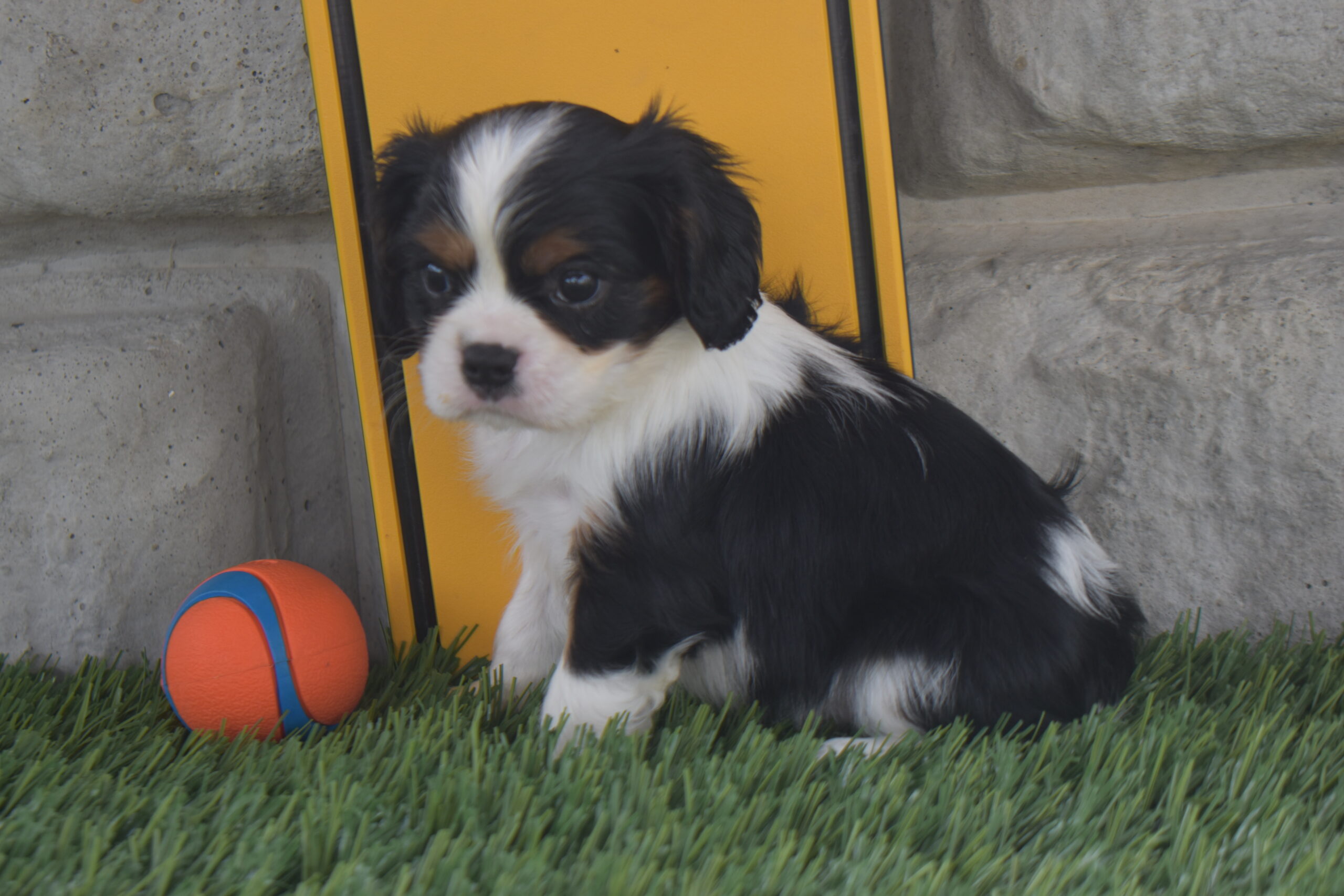 Mr.snickers the Cavalier