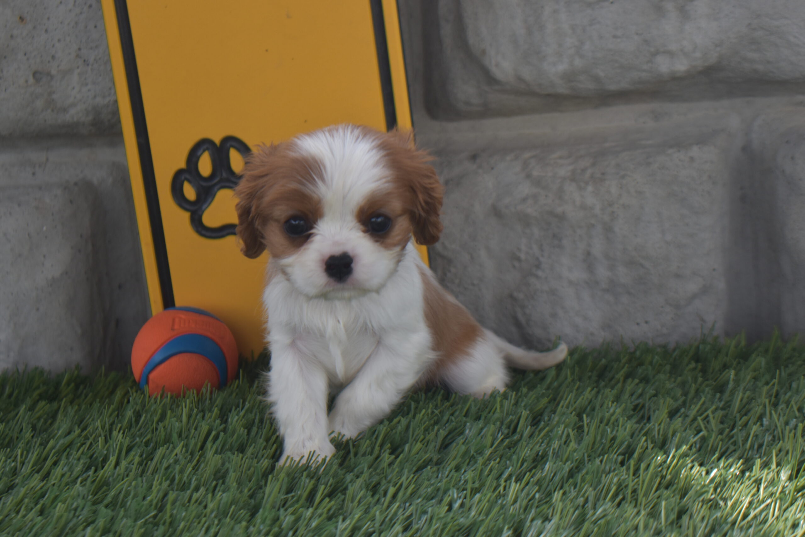 Ms. Macy the Cavalier - Image 5