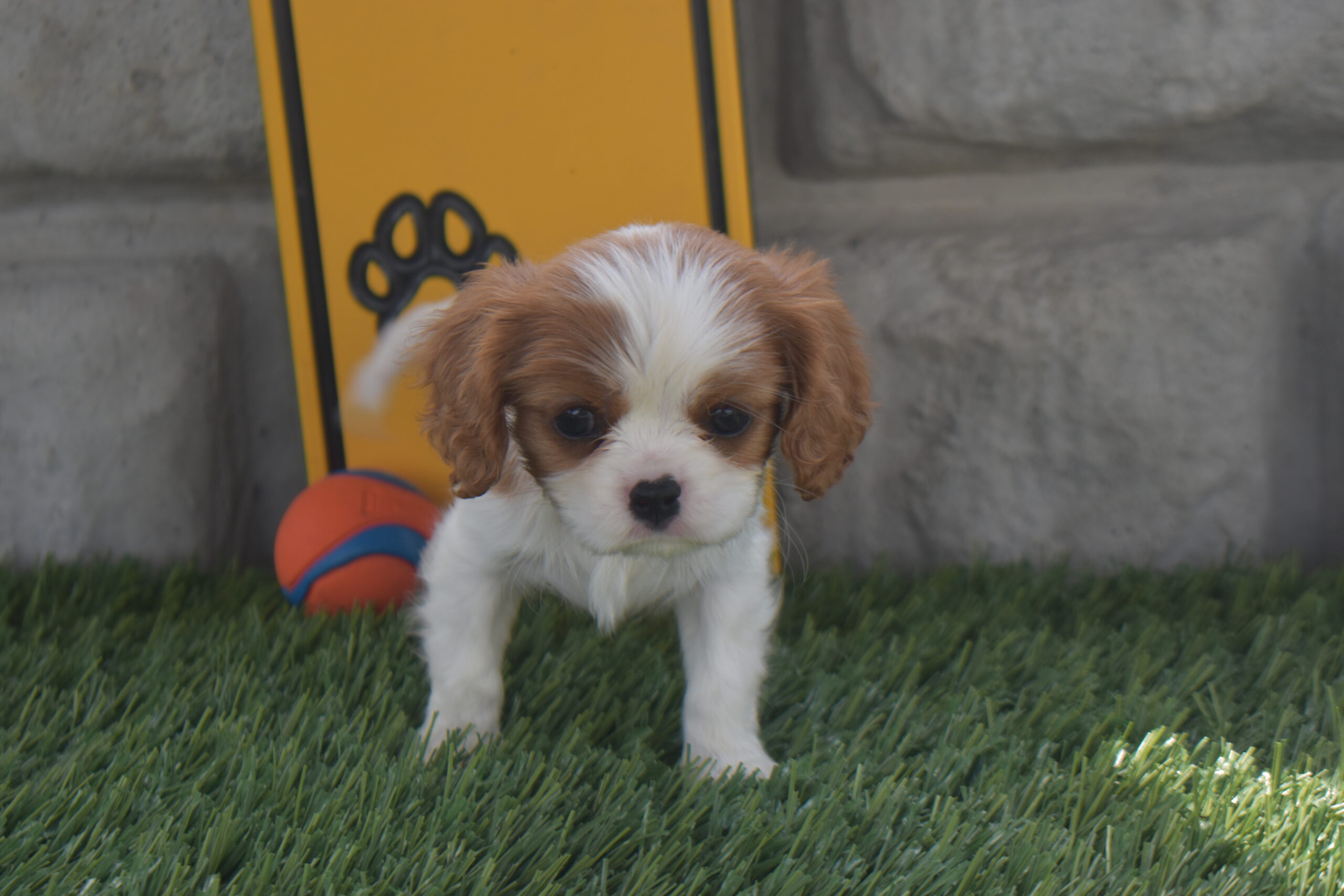 Ms. Macy the Cavalier - Image 3