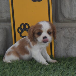 Ms. Macy the Cavalier