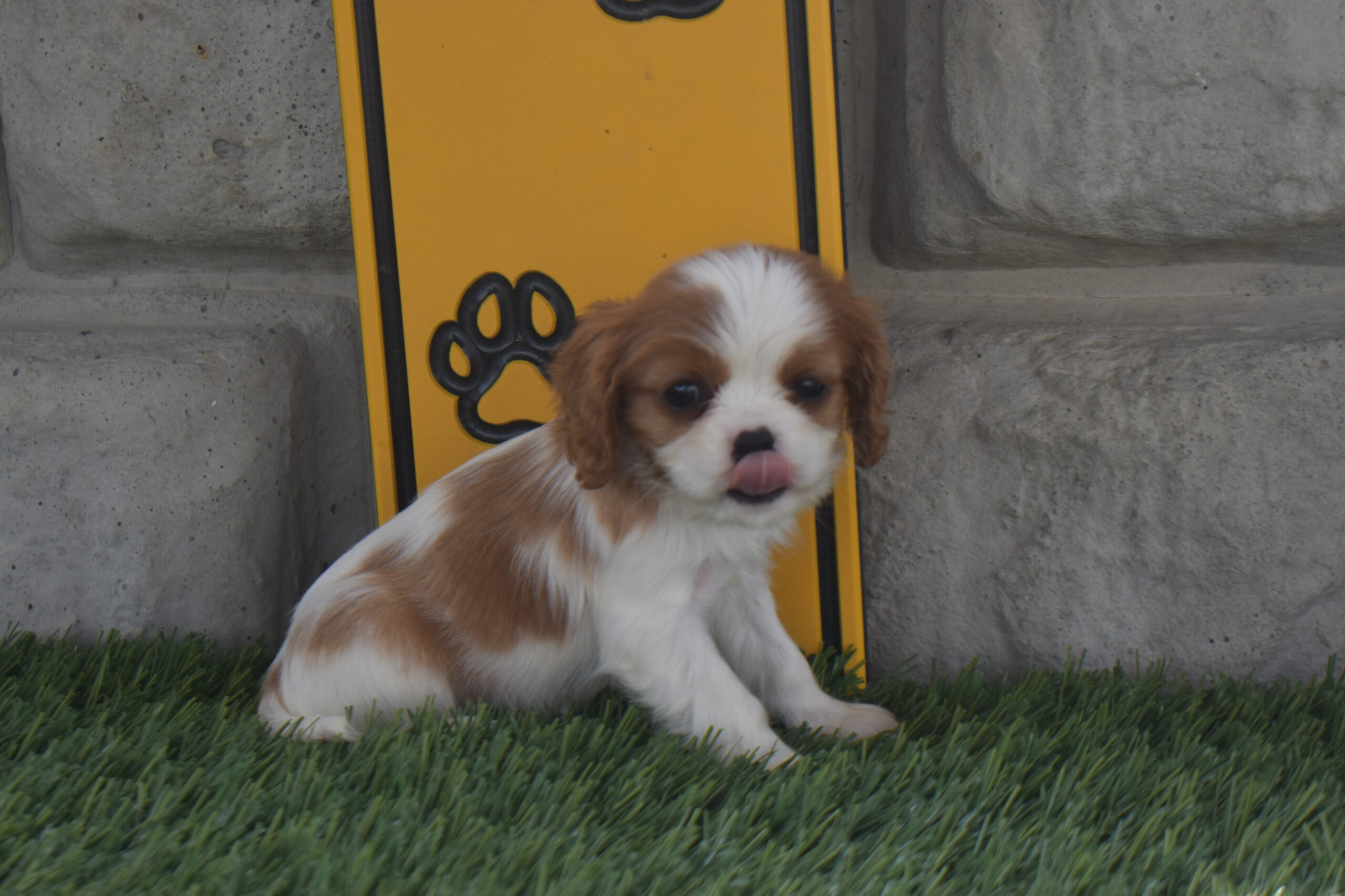 Ms. Macy the Cavalier