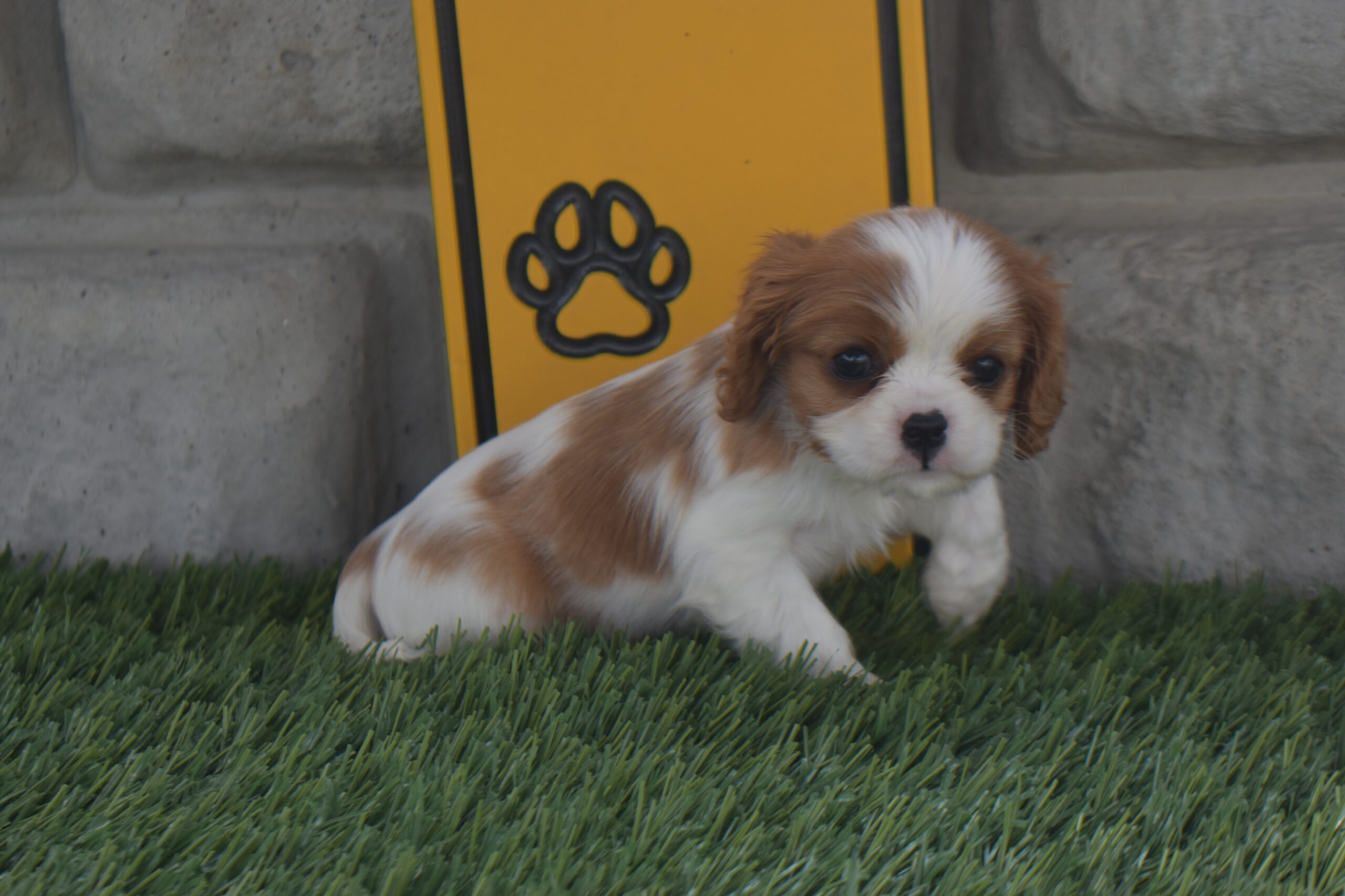 Ms. Macy the Cavalier - Image 4
