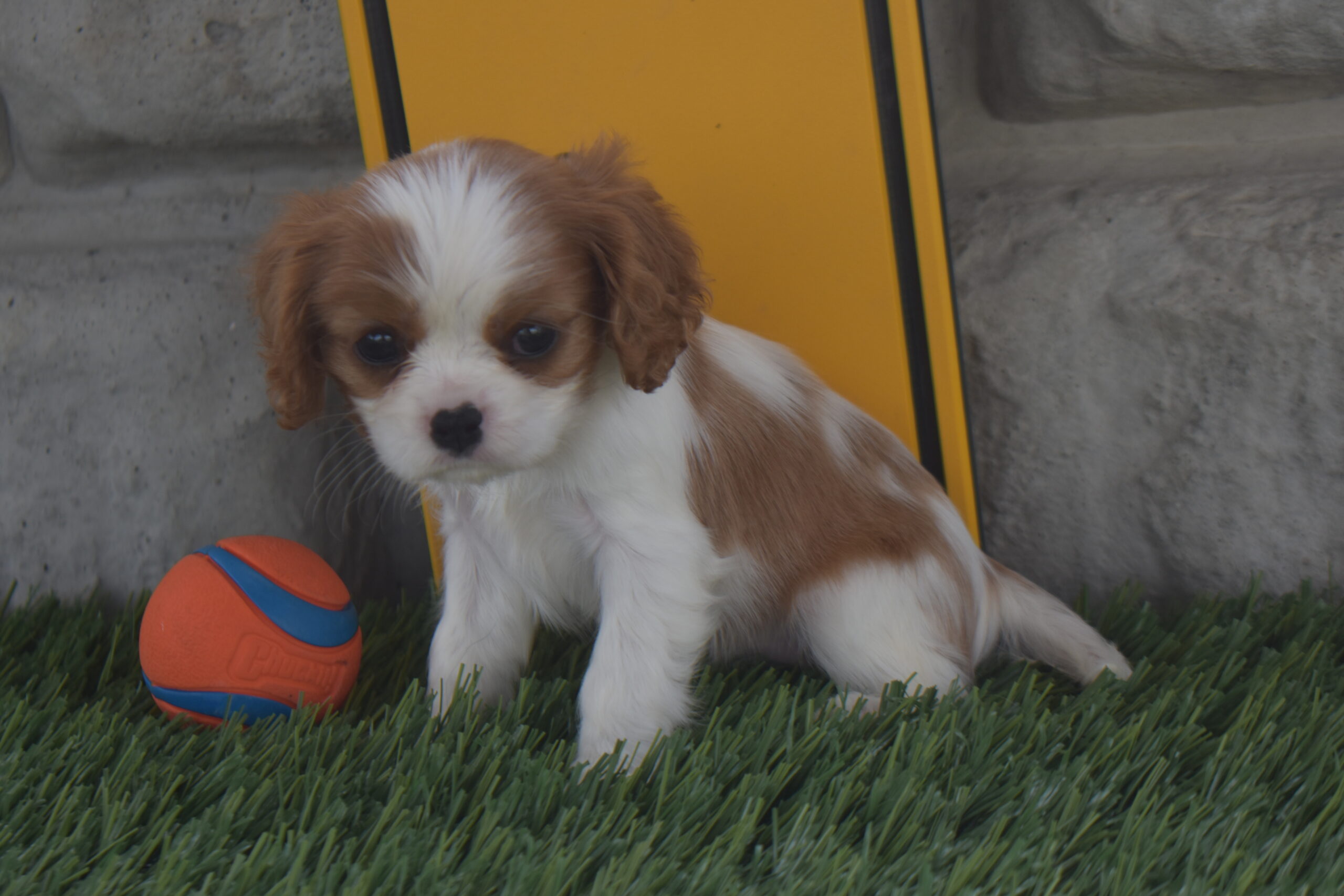 Ms. Macy the Cavalier - Image 2