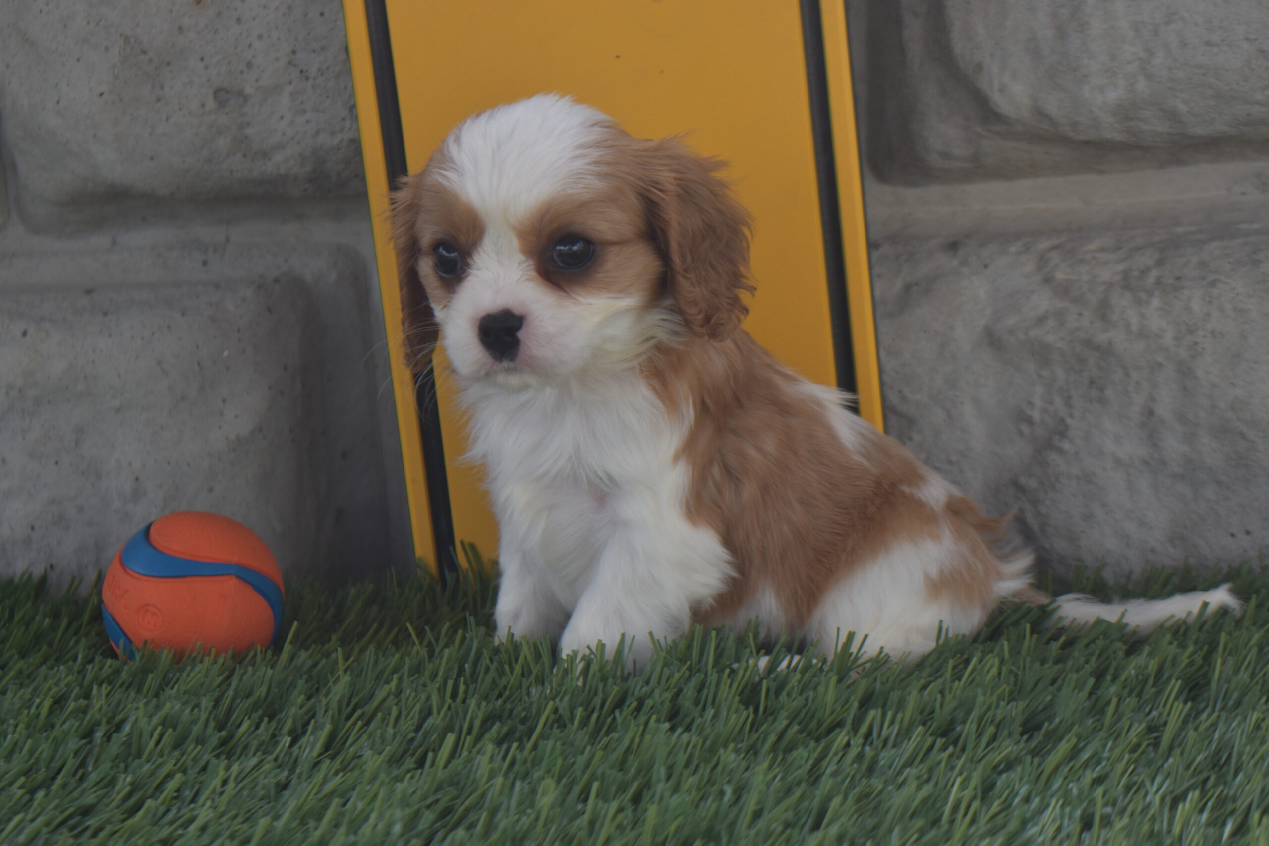 Mr.nemo the Cavalier