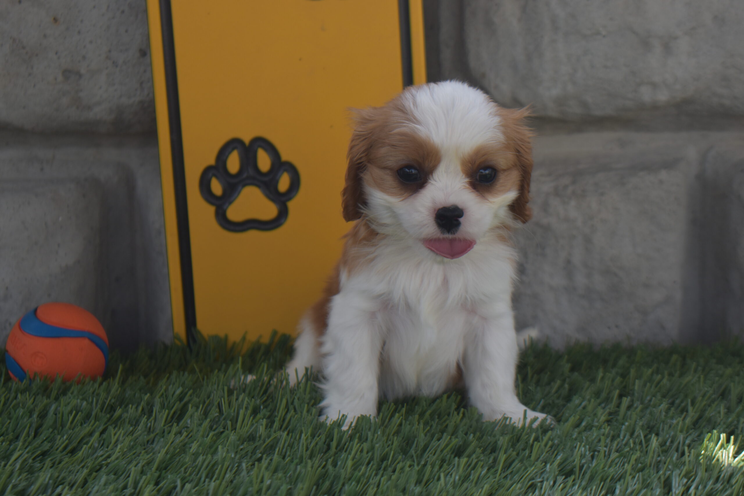 Mr.nemo the Cavalier - Image 2