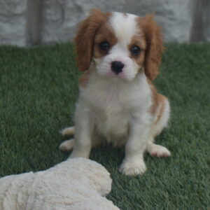 Noah the Cavalier