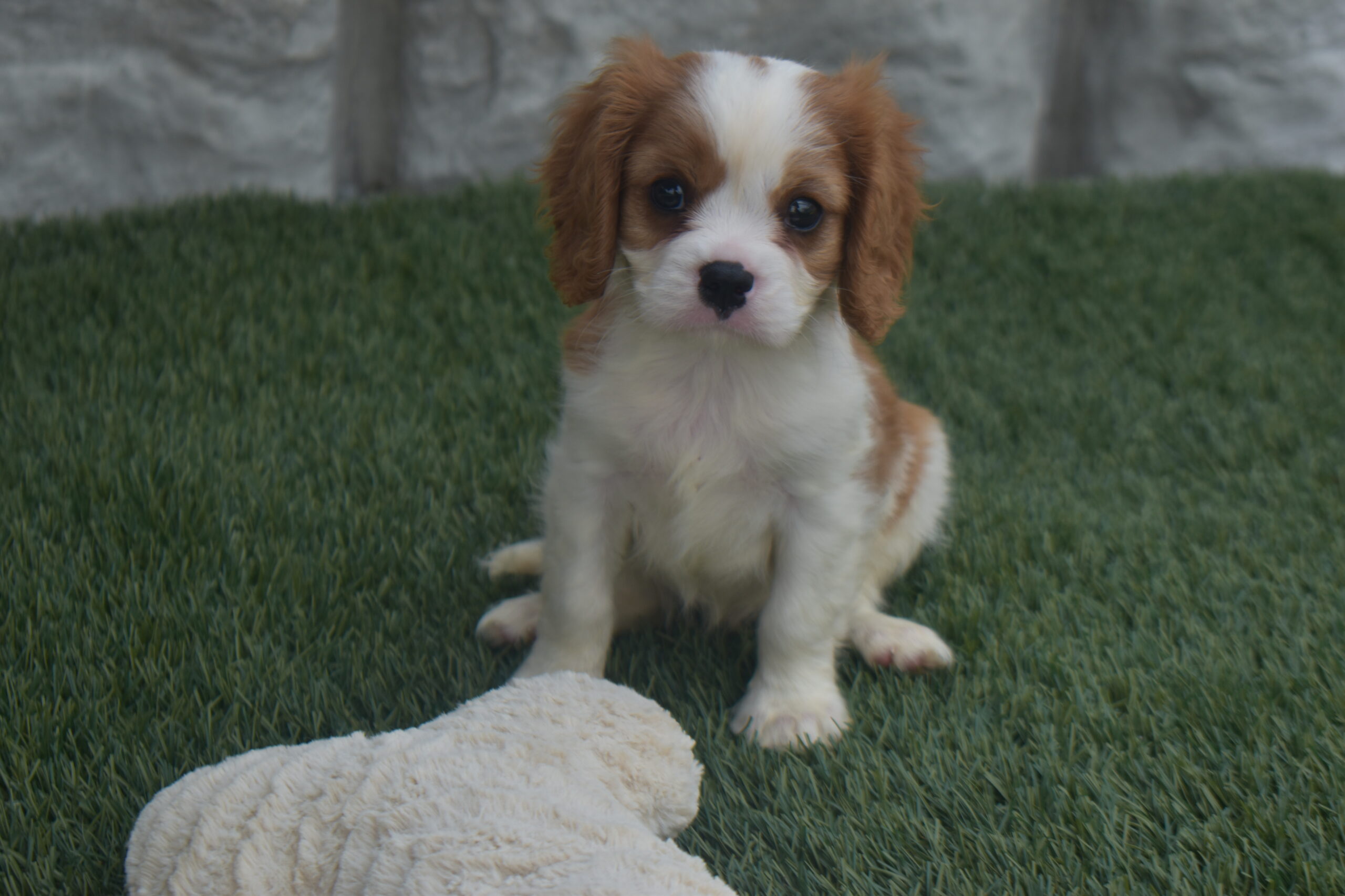 Noah the Cavalier