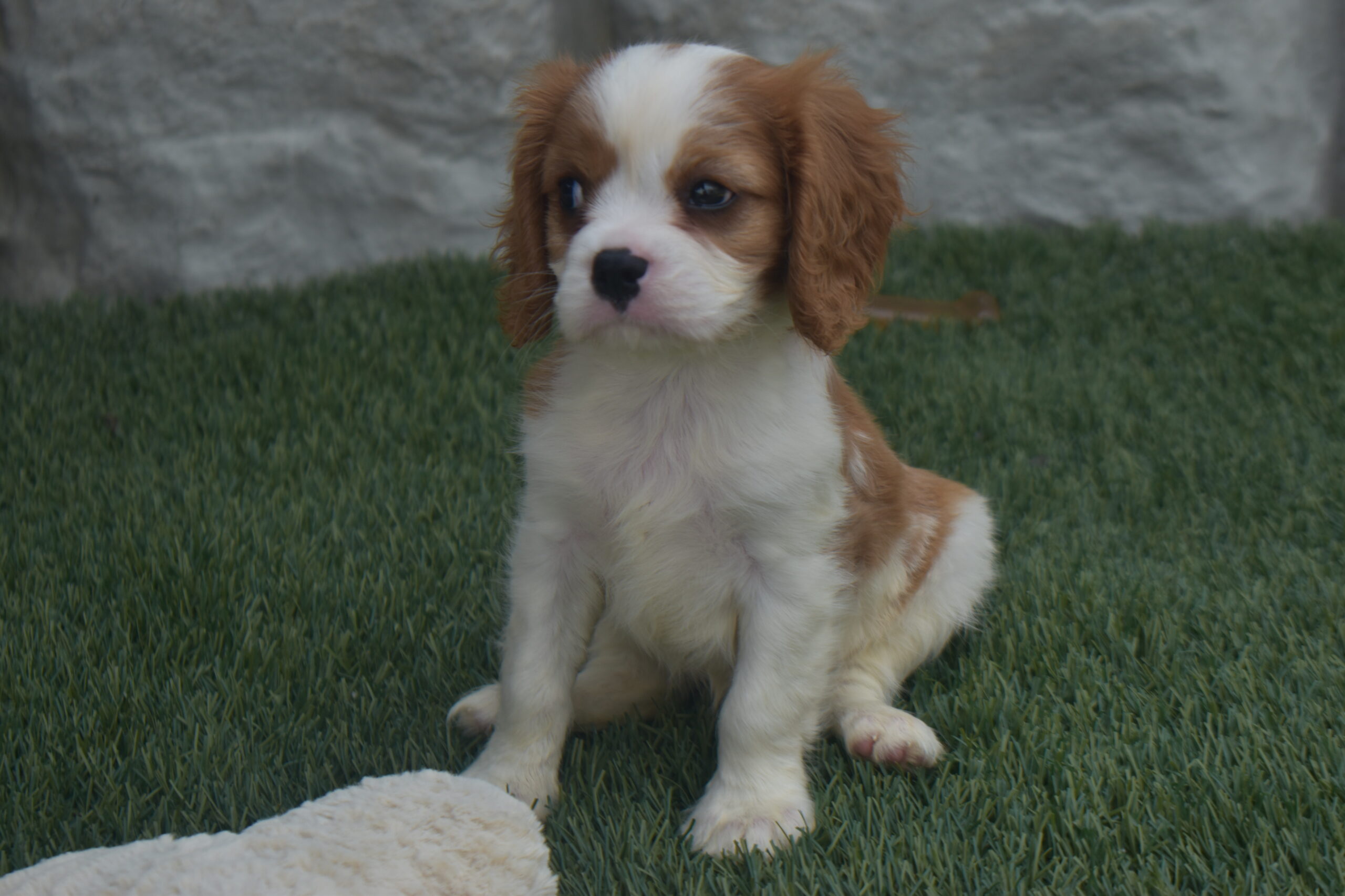 Noah the Cavalier - Image 5