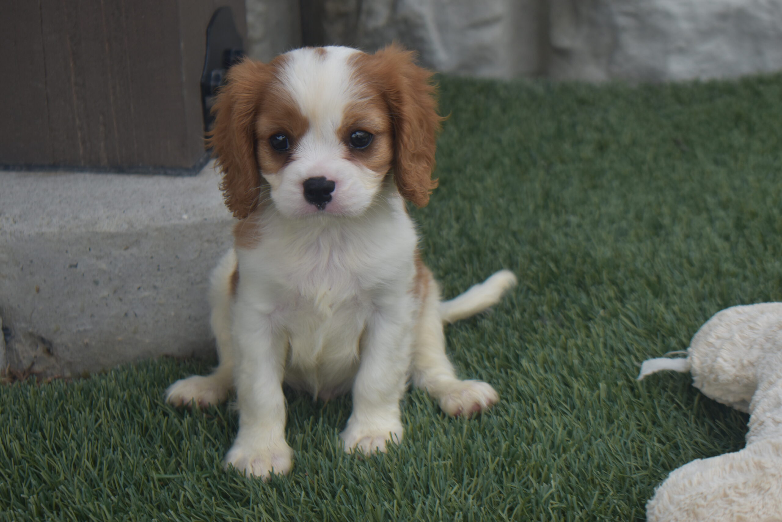 Noah the Cavalier - Image 2