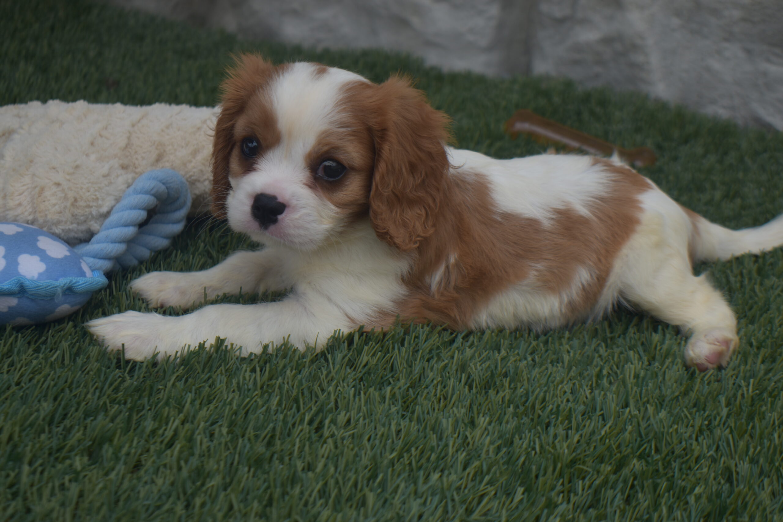 Noah the Cavalier - Image 3
