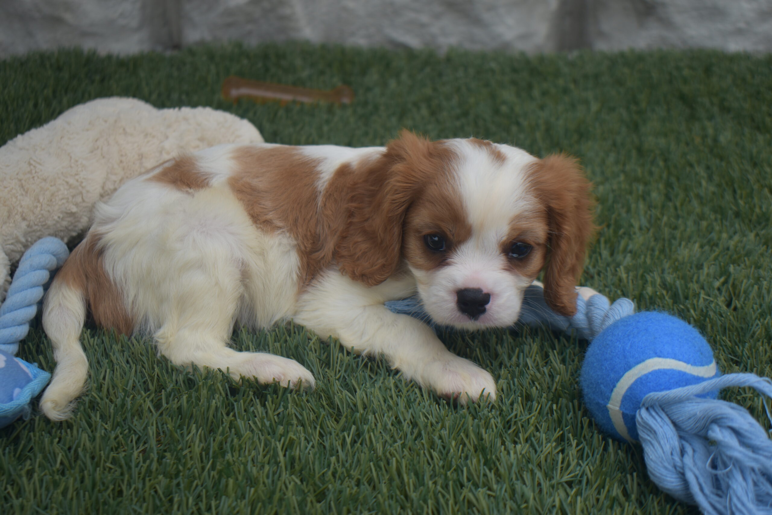 Noah the Cavalier - Image 4