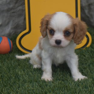 Ms.emily the Cavalier