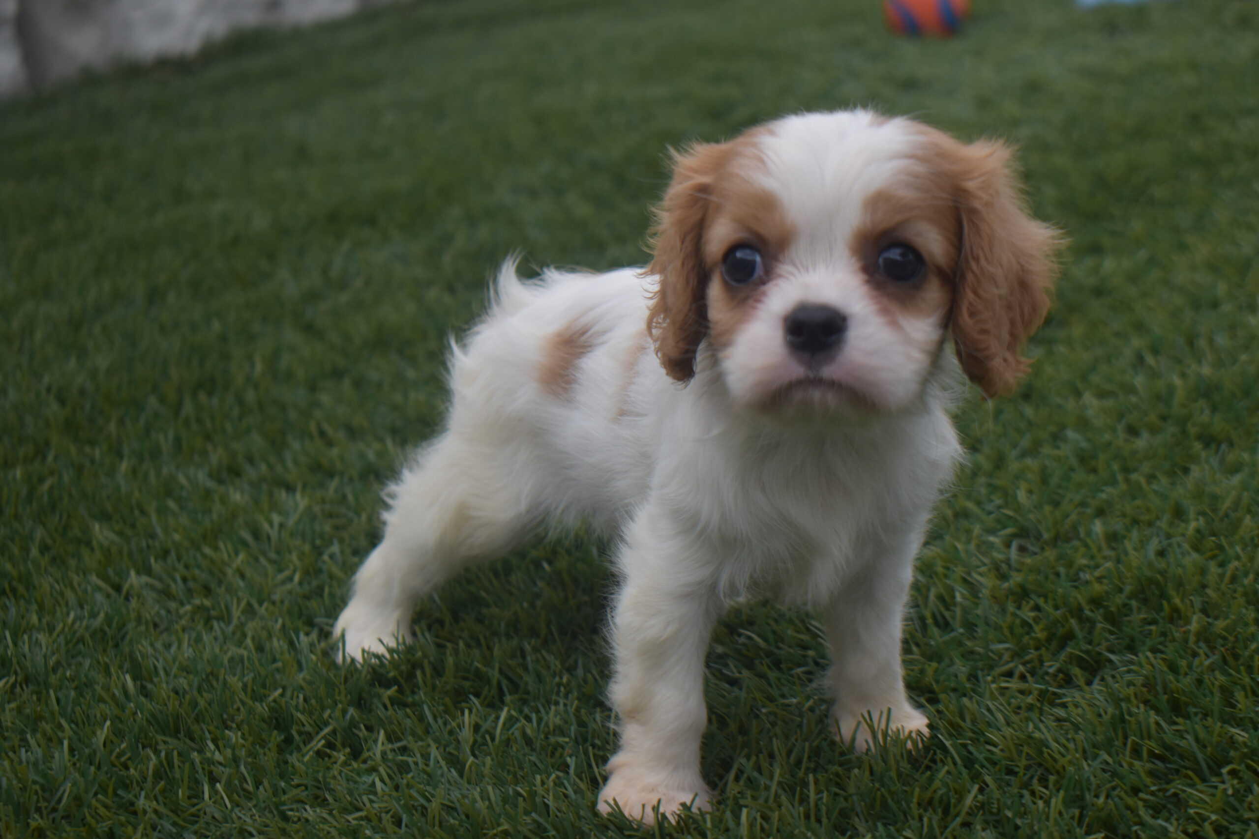 Ms.kara the Cavalier
