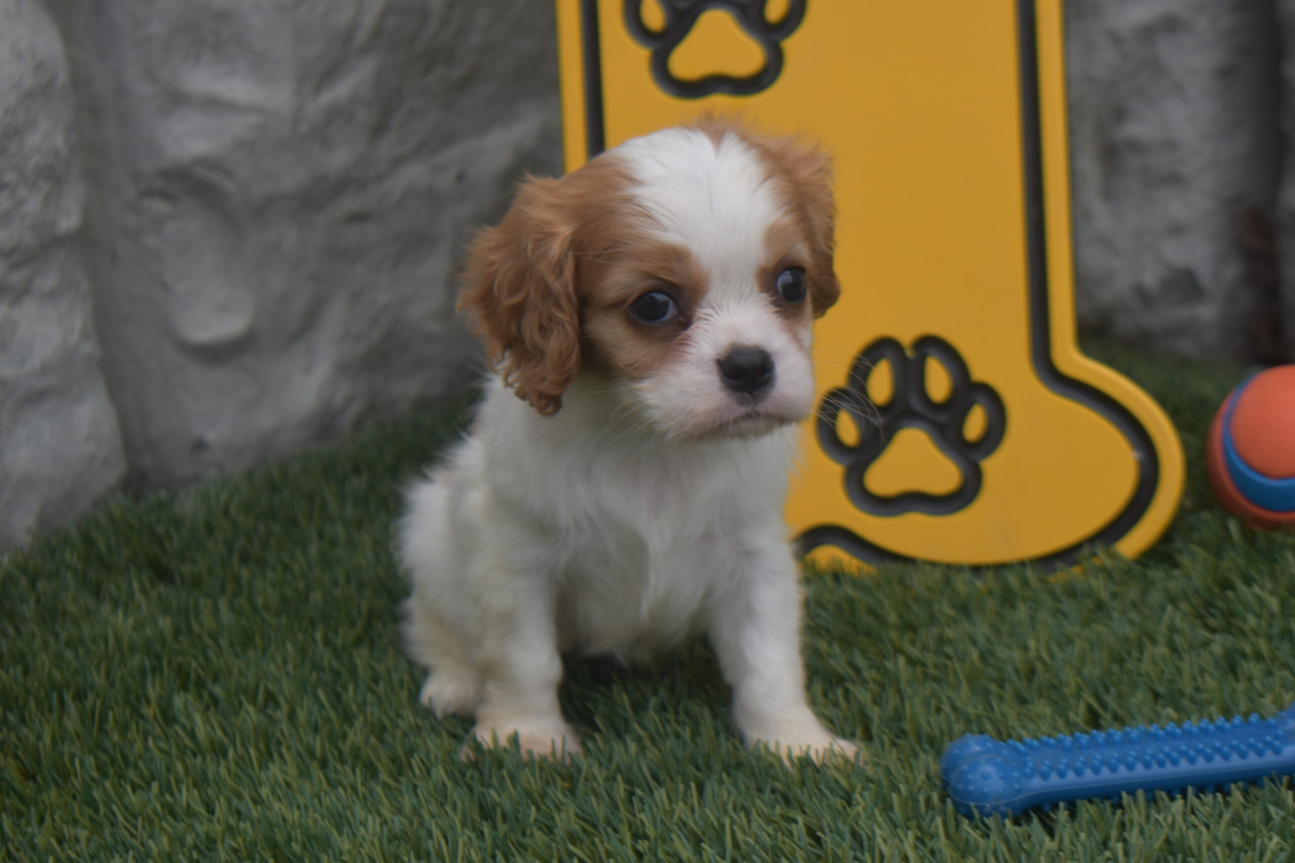 Ms.kara the Cavalier - Image 2