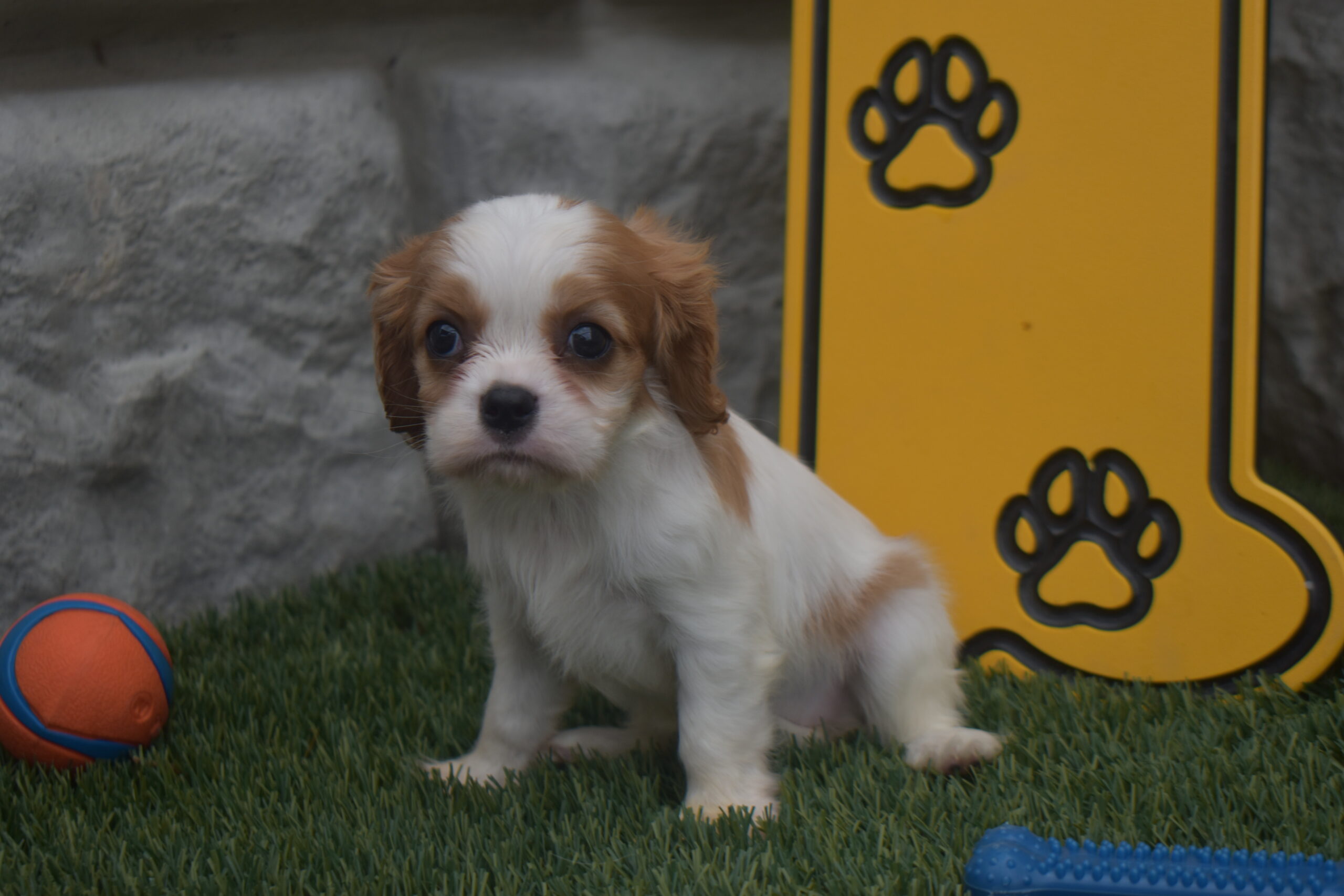 Ms.kara the Cavalier - Image 3