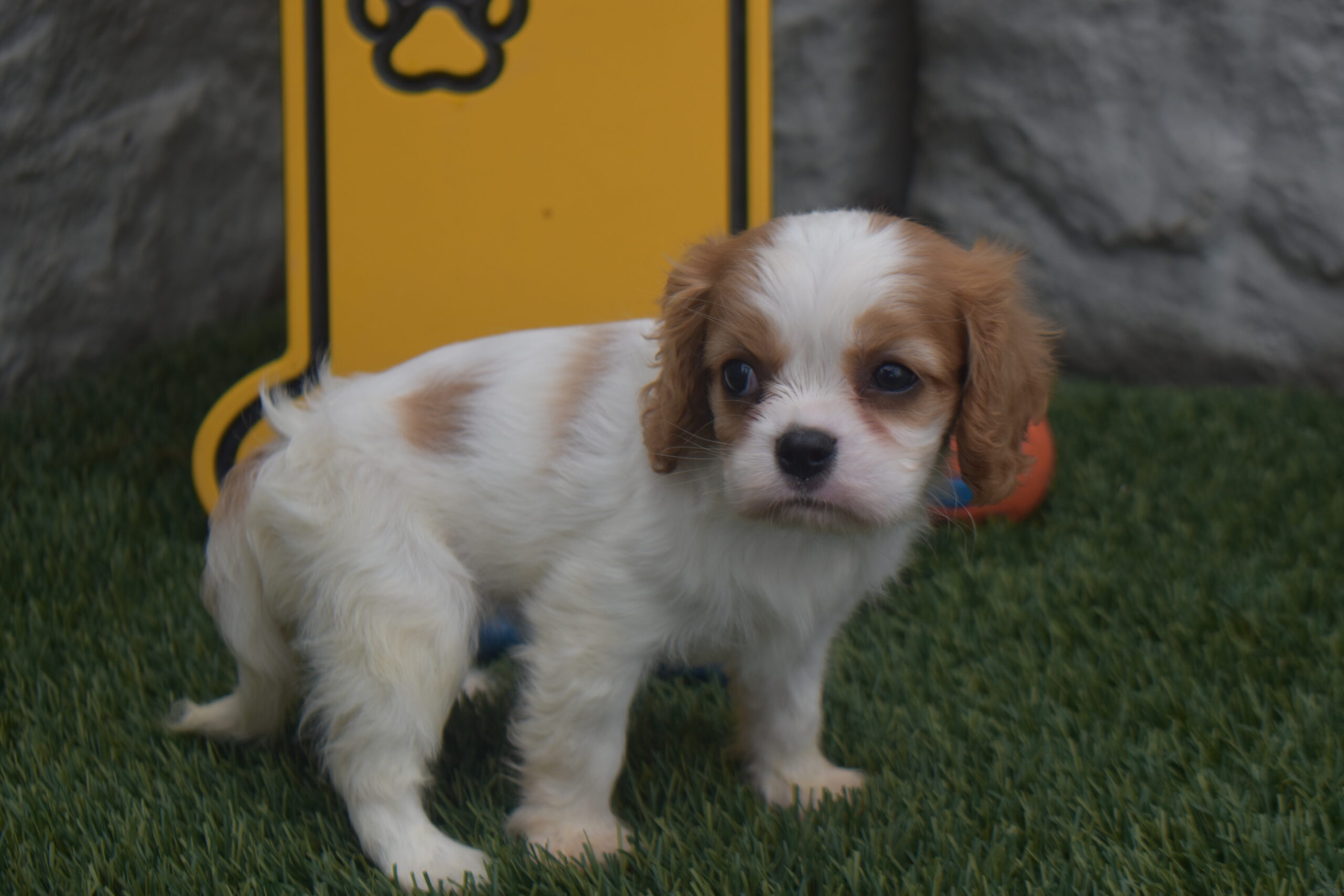 Ms.kara the Cavalier - Image 4