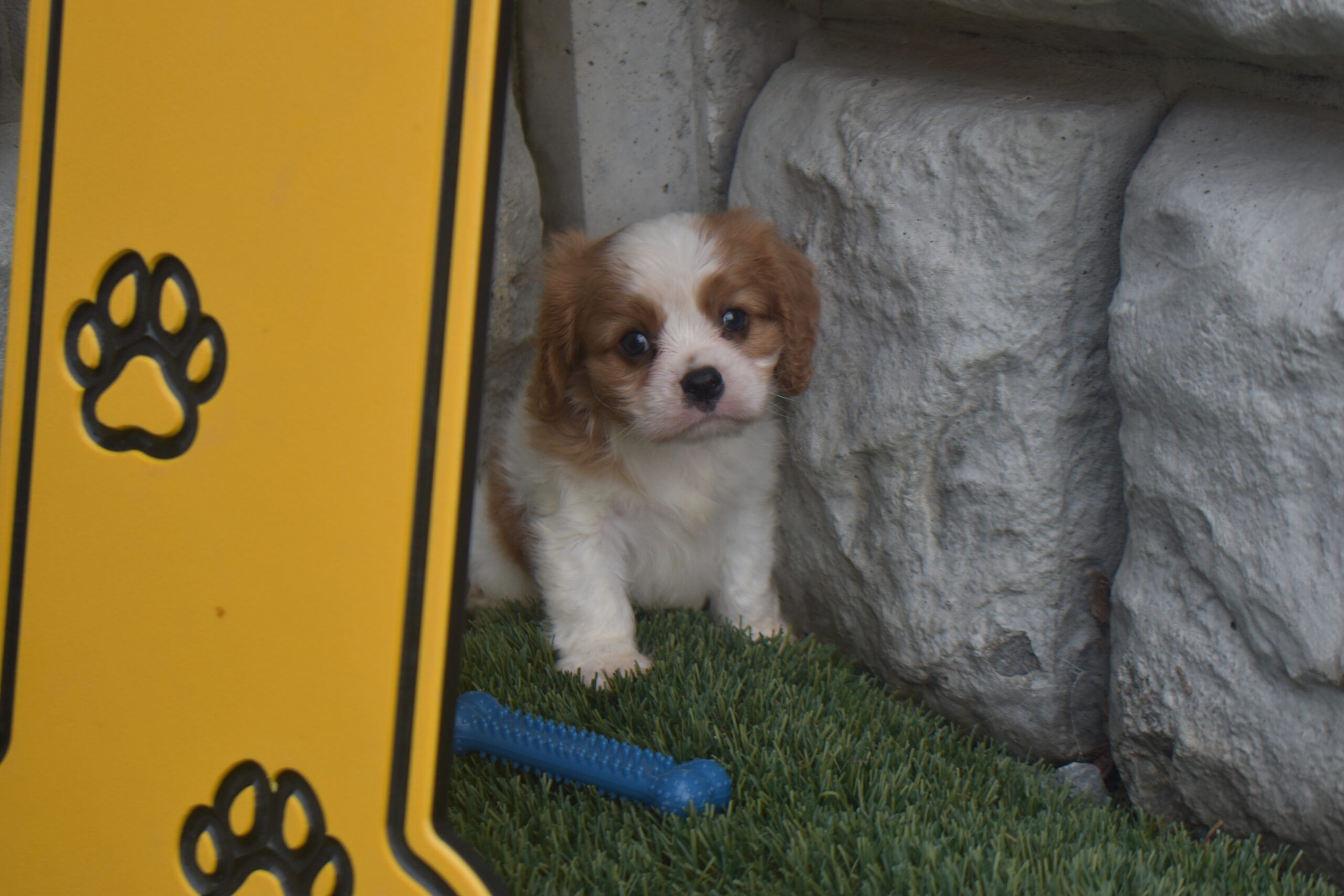 Mr. Kobe the Cavalier - Image 4
