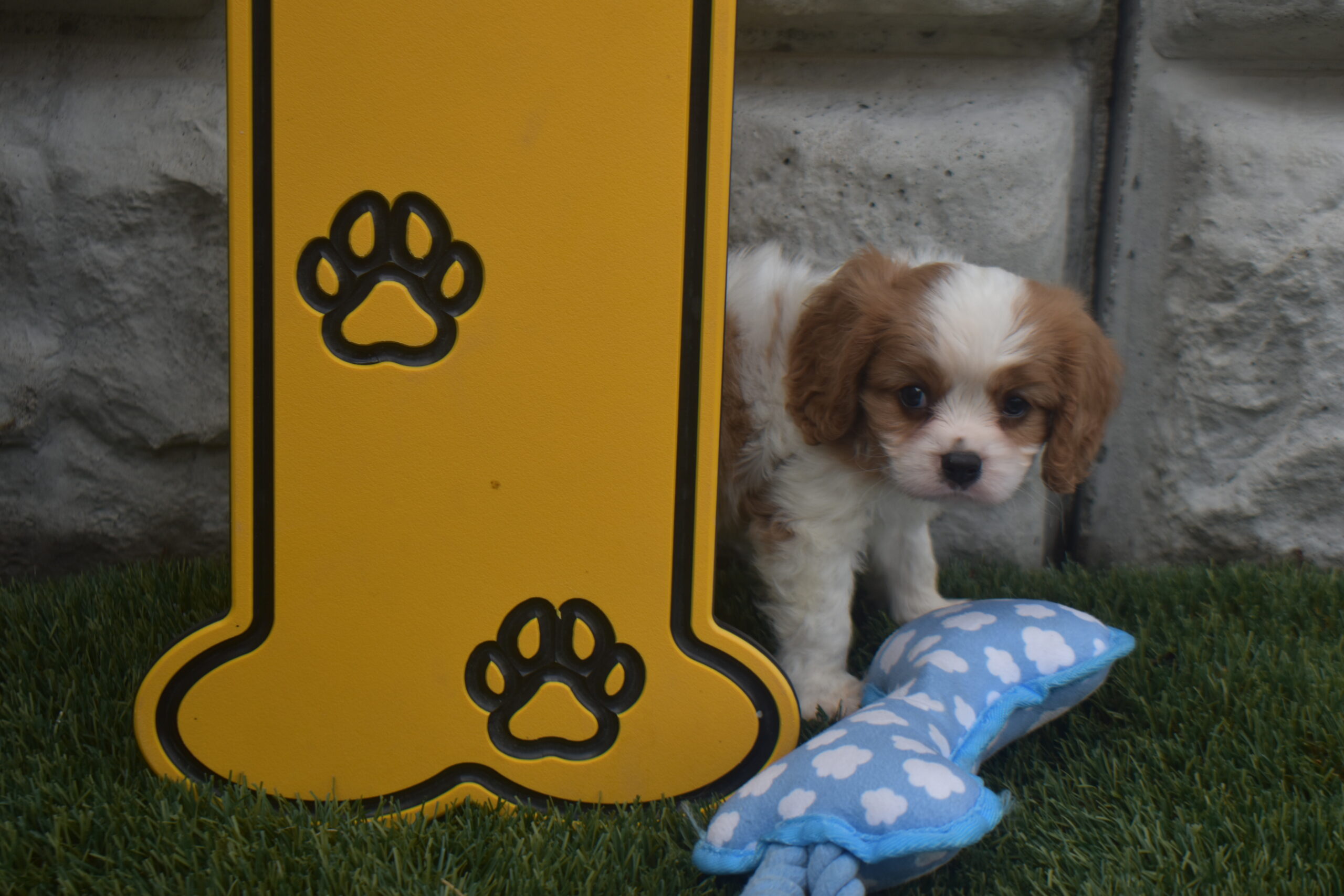 Mr. Kobe the Cavalier - Image 5