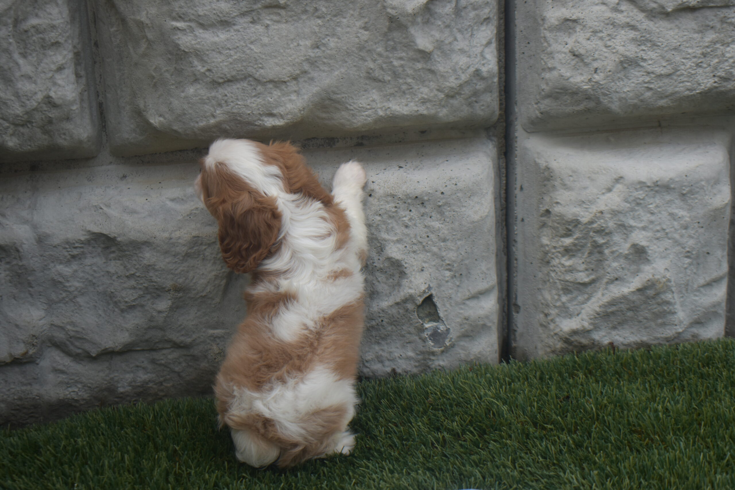Mr. Kobe the Cavalier - Image 3
