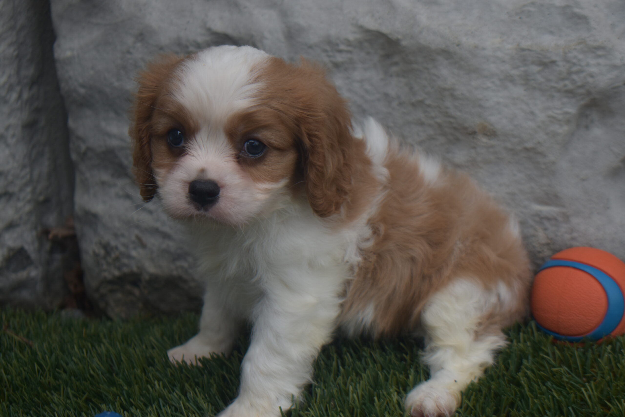 Mr. Kobe the Cavalier - Image 2