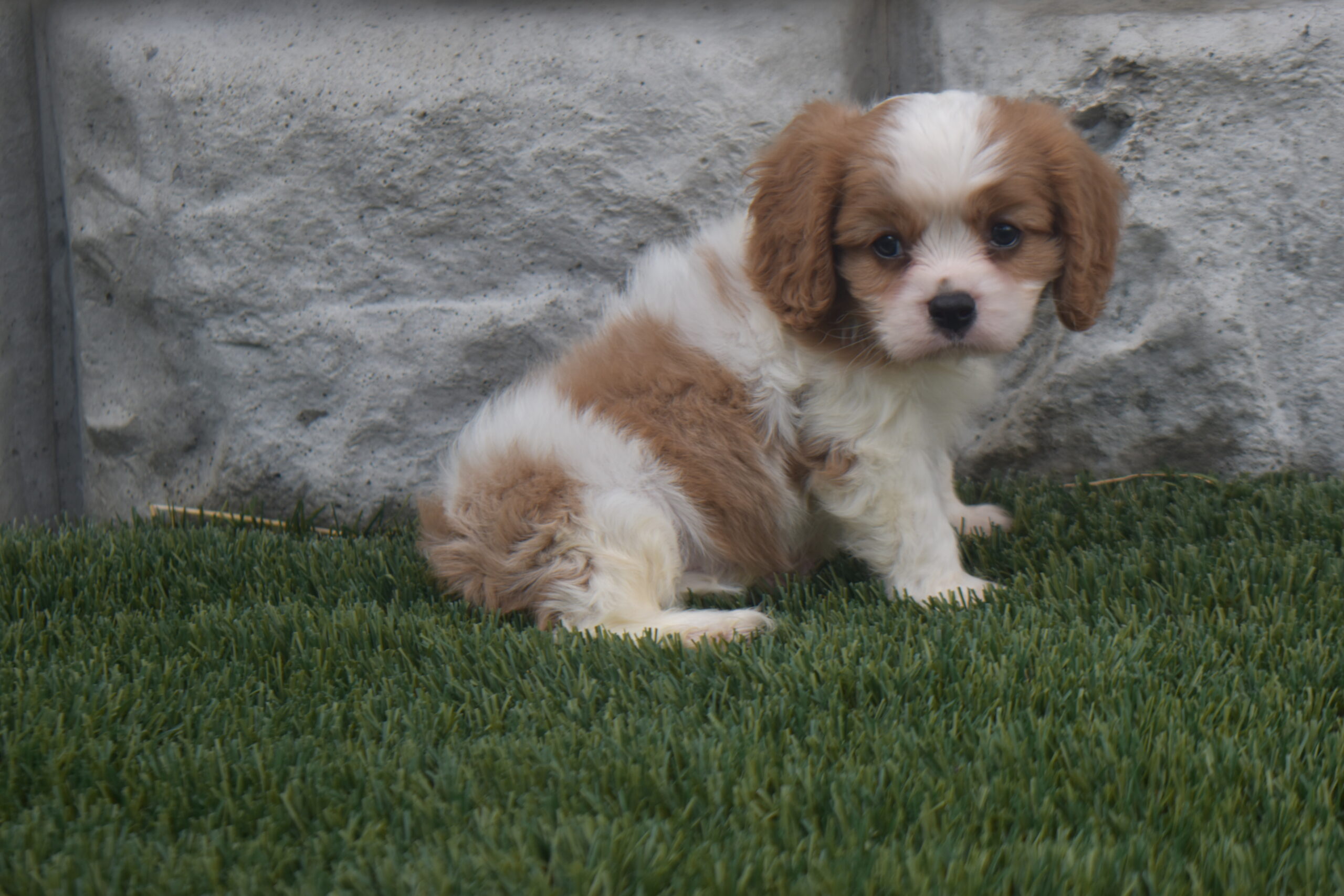 Mr. Kobe the Cavalier