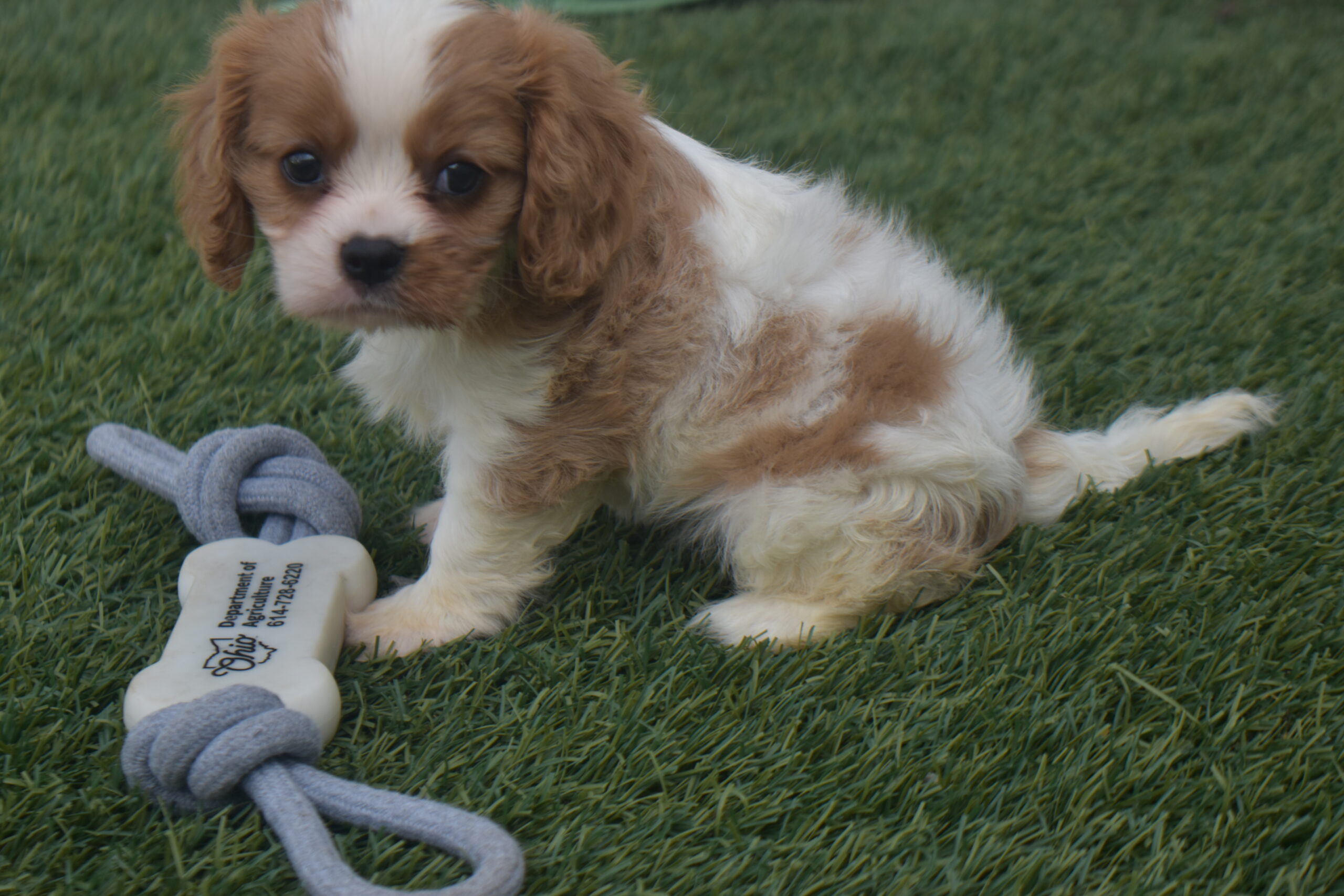 Ms.sara the Cavalier - Image 2