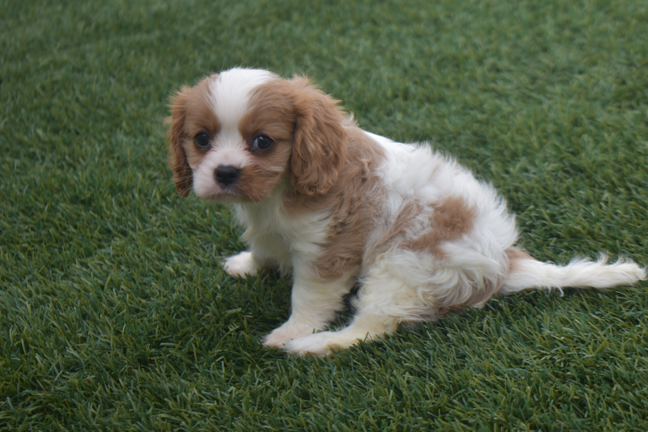 Ms.sara the Cavalier - Image 3
