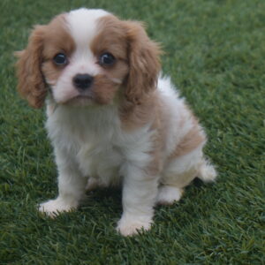 Ms.sara the Cavalier