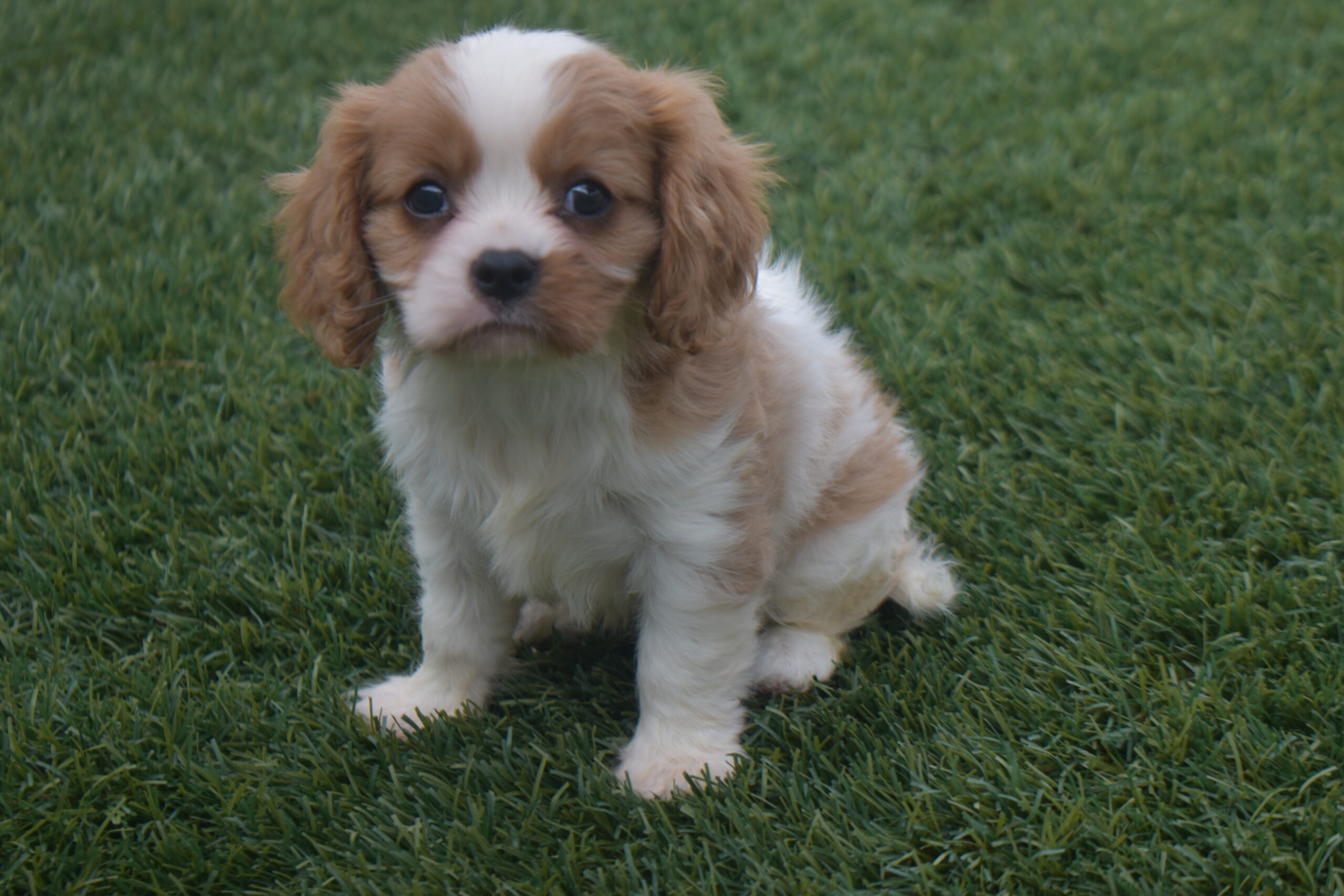 Ms.sara the Cavalier