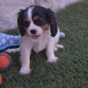 Ms.dakota the Cavalier