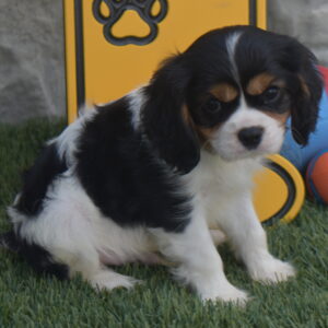 Mr.danny the Cavalier
