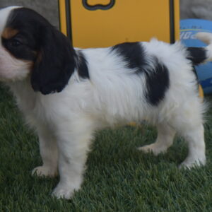 Mr. Clayton the Cavalier
