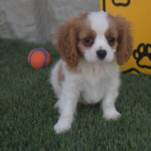 Mr. Kobe the Cavalier