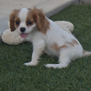 Ms.kara the Cavalier