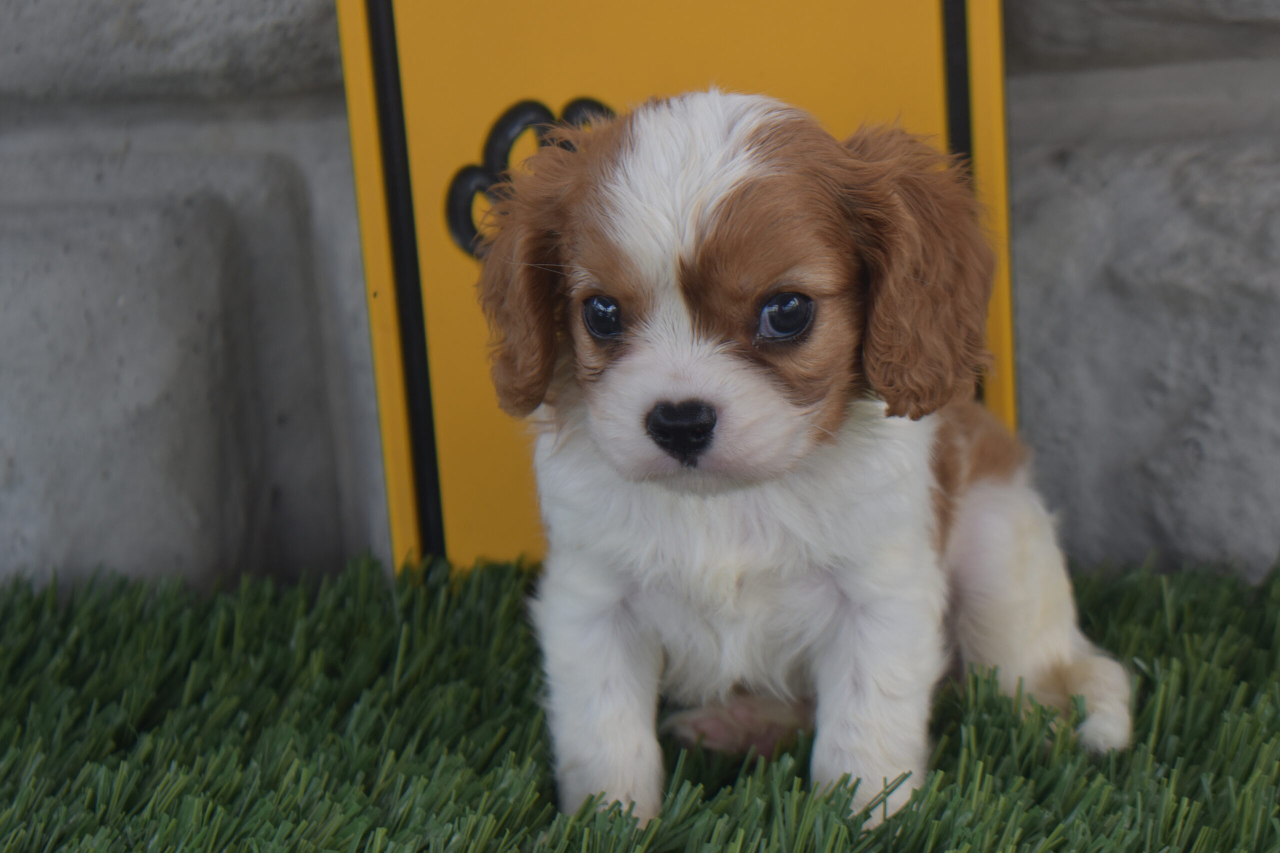 Mr.elijah the Cavalier - Image 4