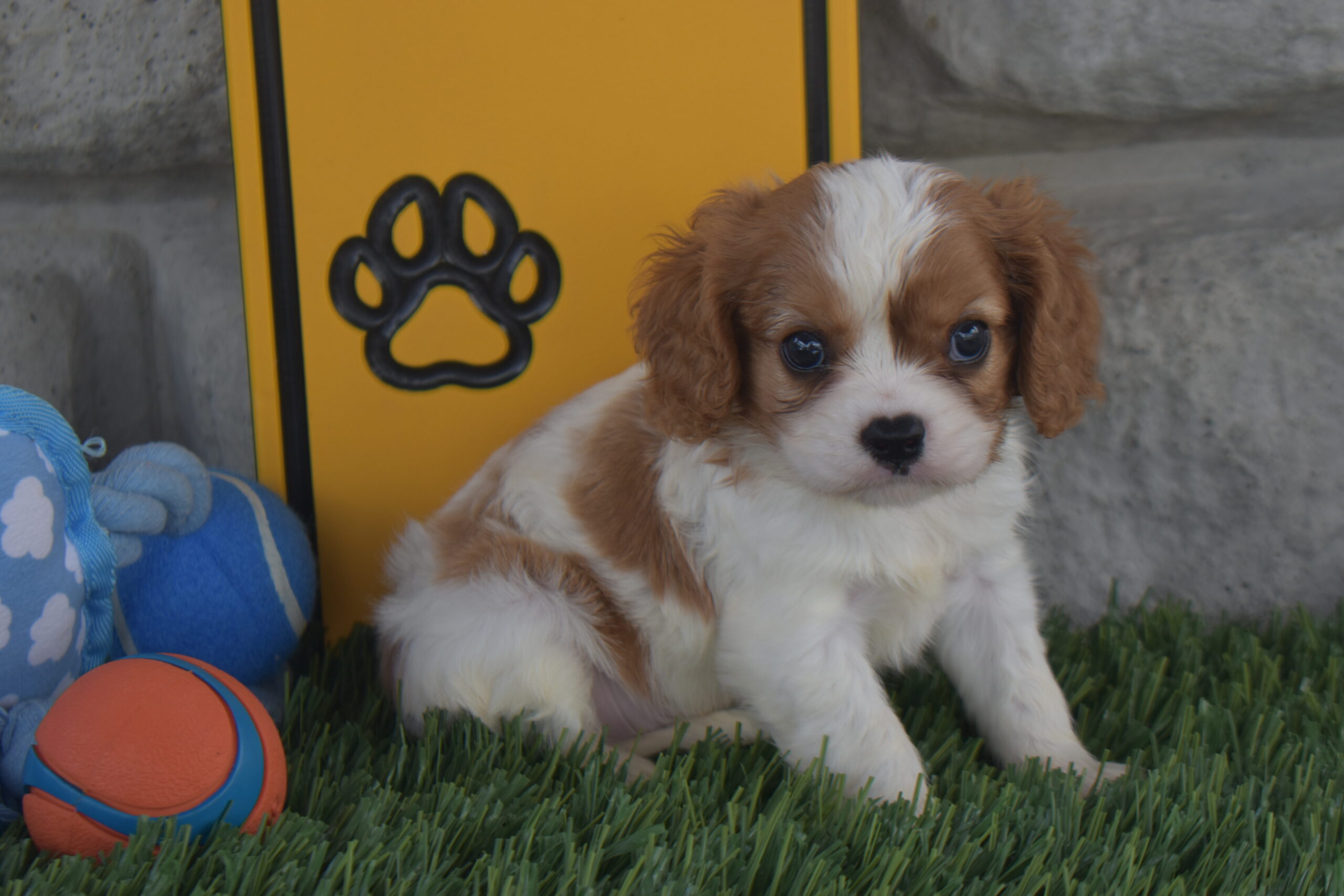 Mr.elijah the Cavalier - Image 3