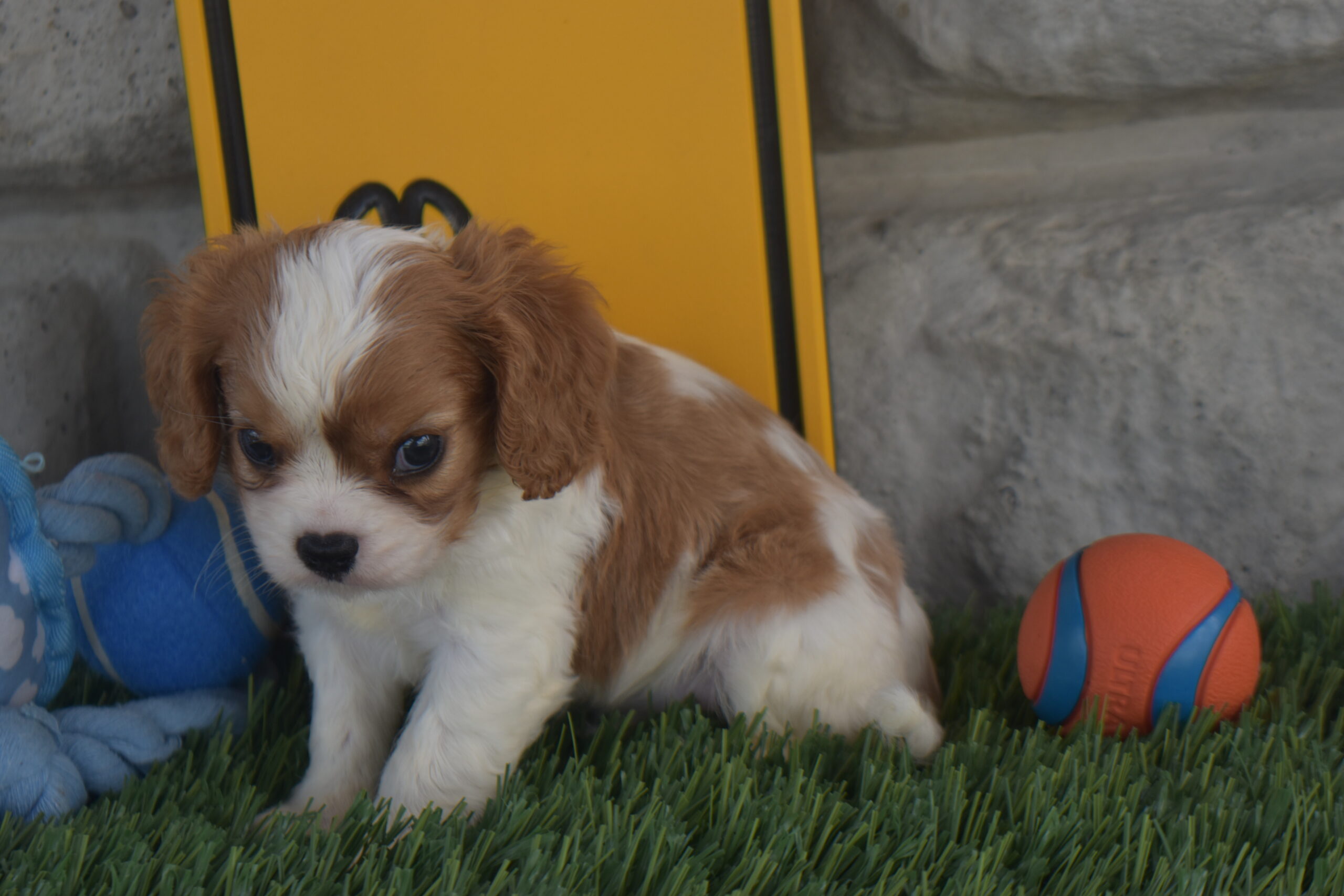 Mr.elijah the Cavalier - Image 2