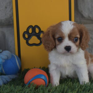 Mr.elijah the Cavalier