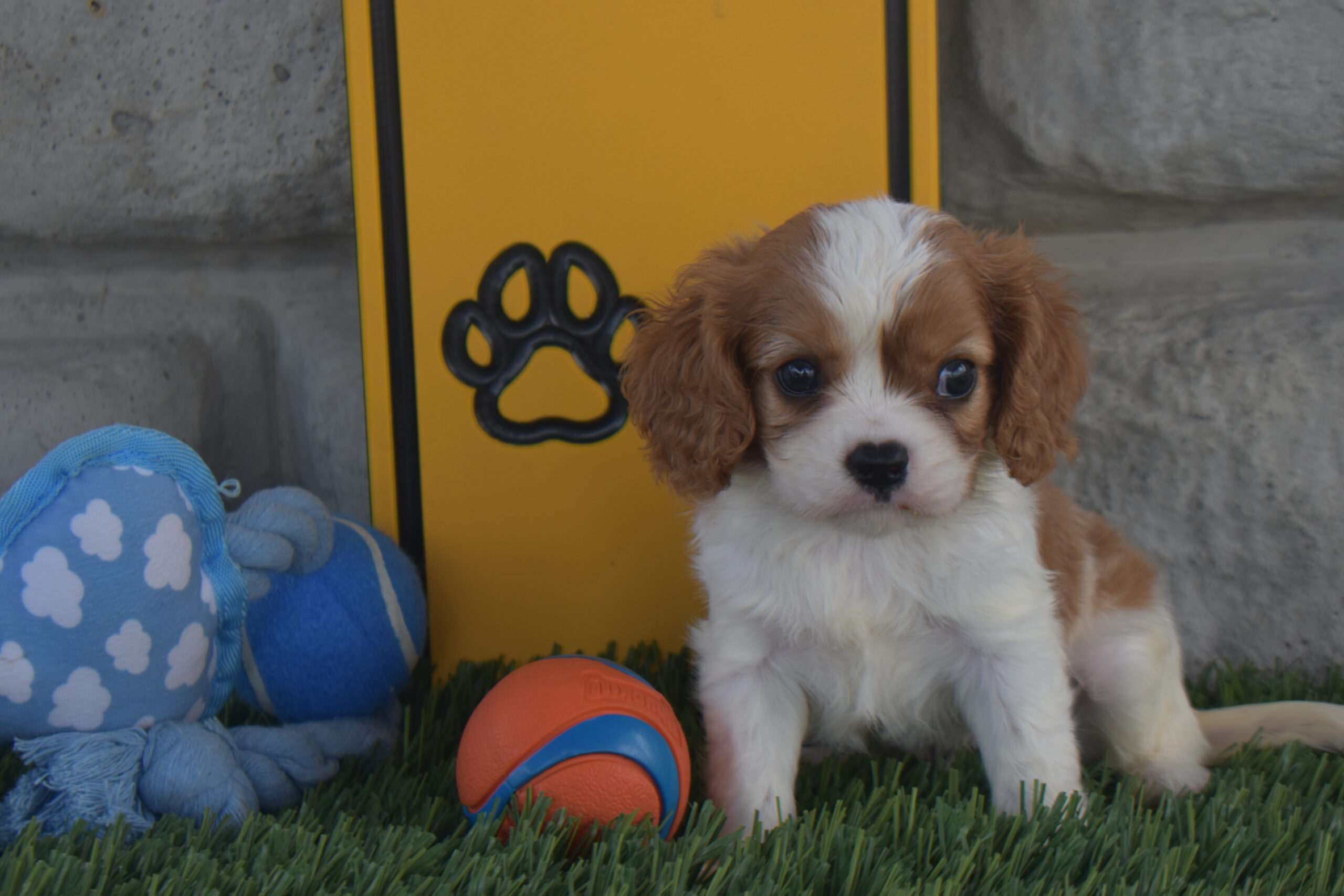 Mr.elijah the Cavalier