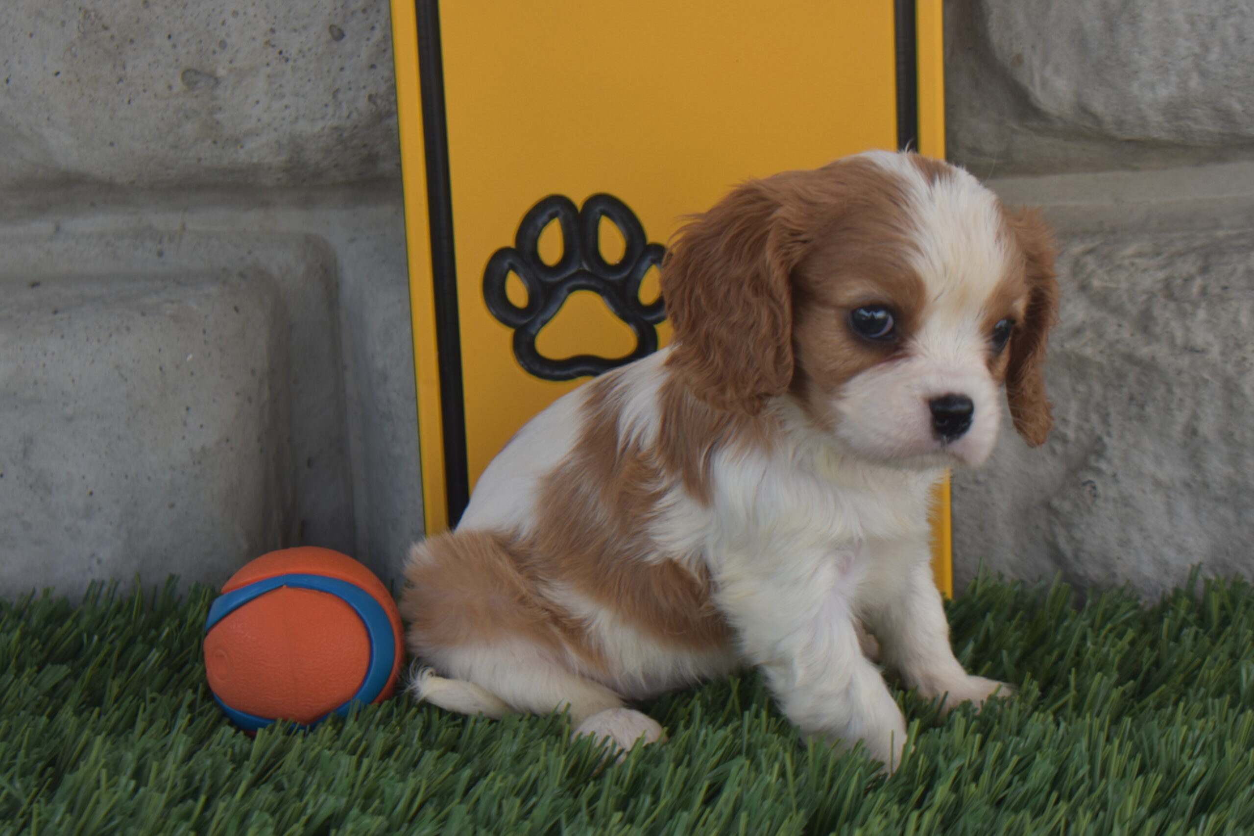 Ms.olivia the Cavalier - Image 6