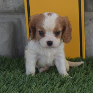 Ms.olivia the Cavalier