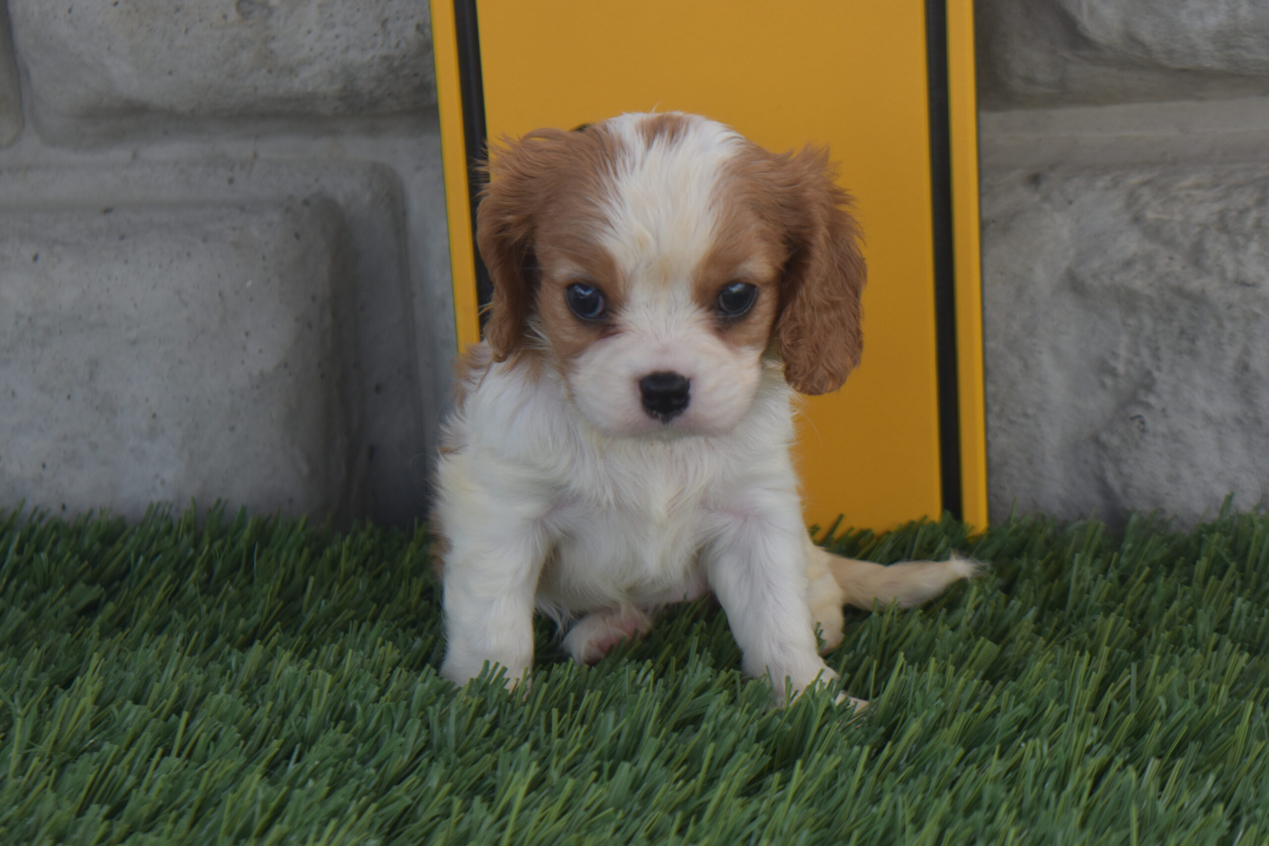Ms.olivia the Cavalier